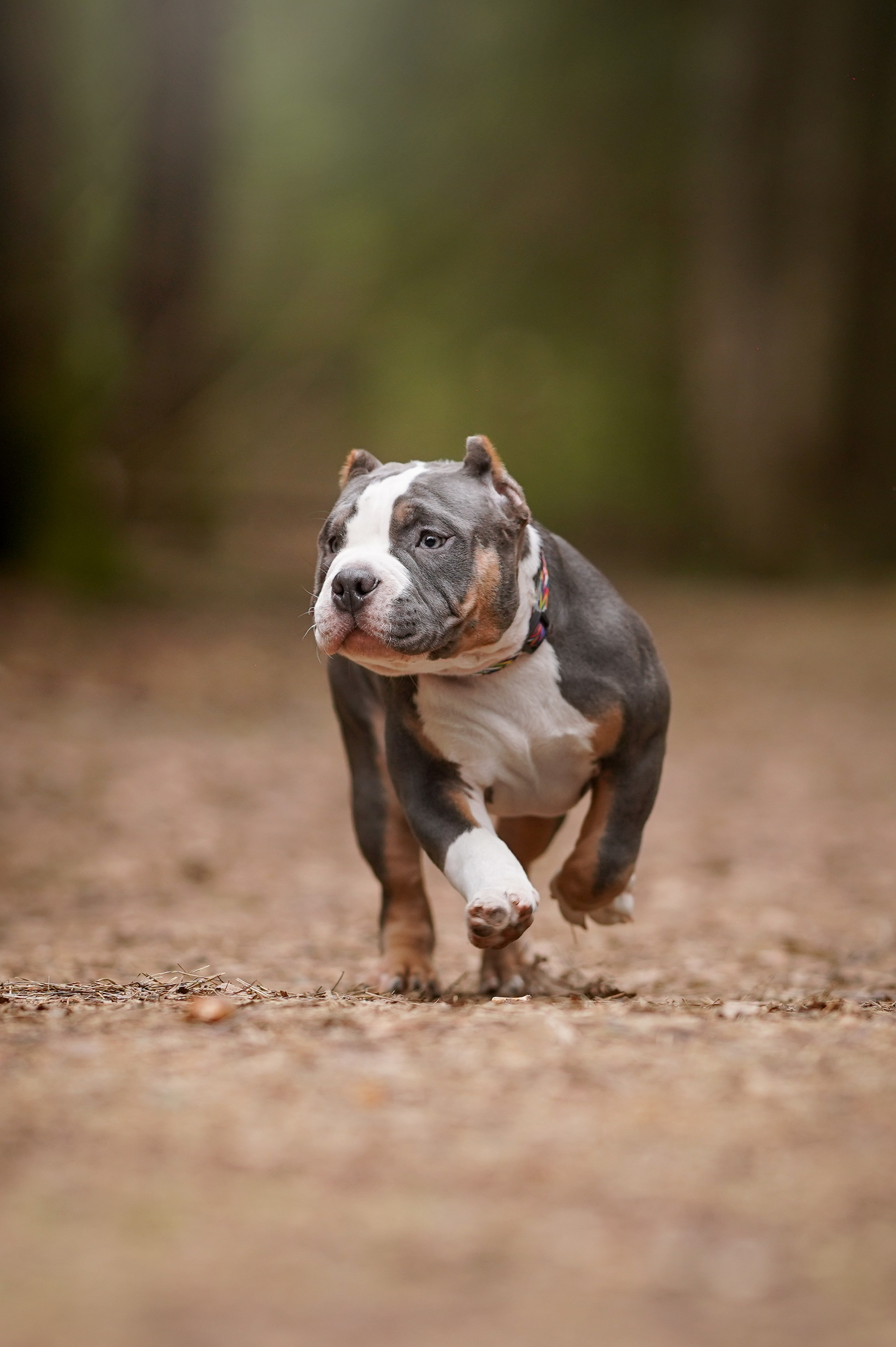 Щенки булли. Фотограф-анималист в Санкт-Петербурге Яна Мартынова