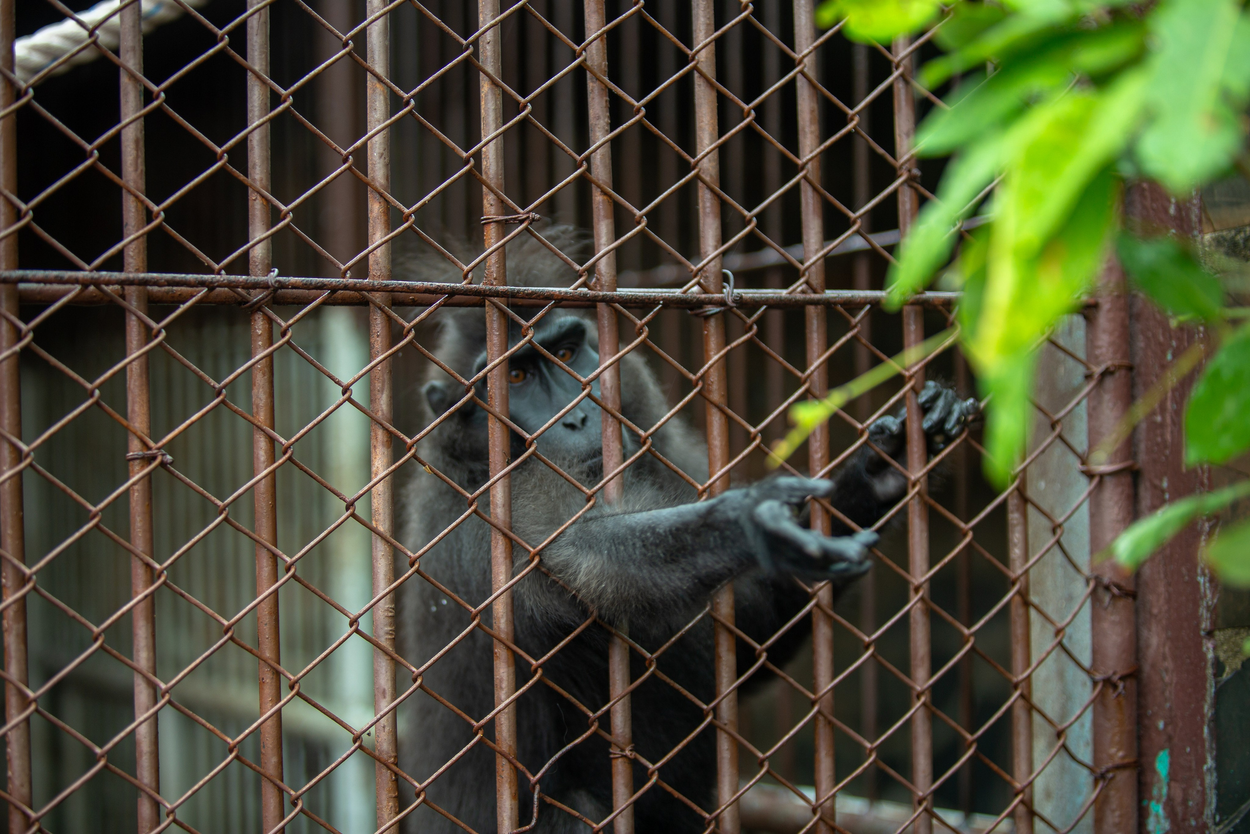 Samut Prakan Crocodile Farm & Zoo. Photographer Sonkina Tatiana (Tanya Ash)