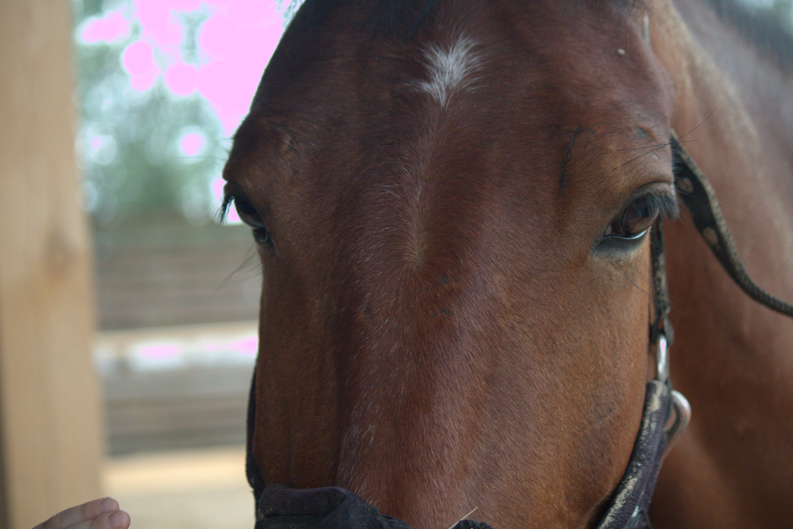 Коричневый конь,  портрет