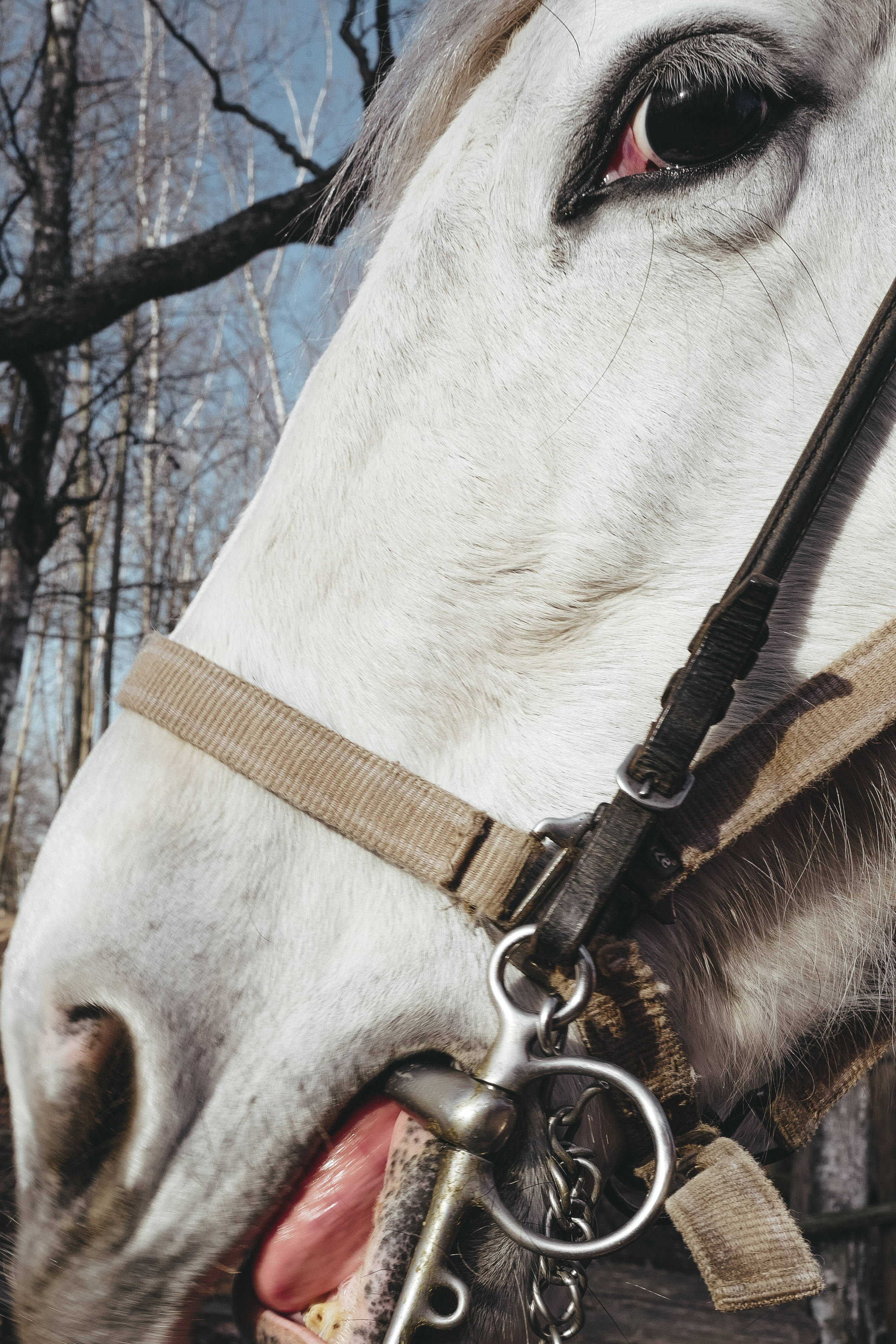 Vitoslavici/Novgorod. <3