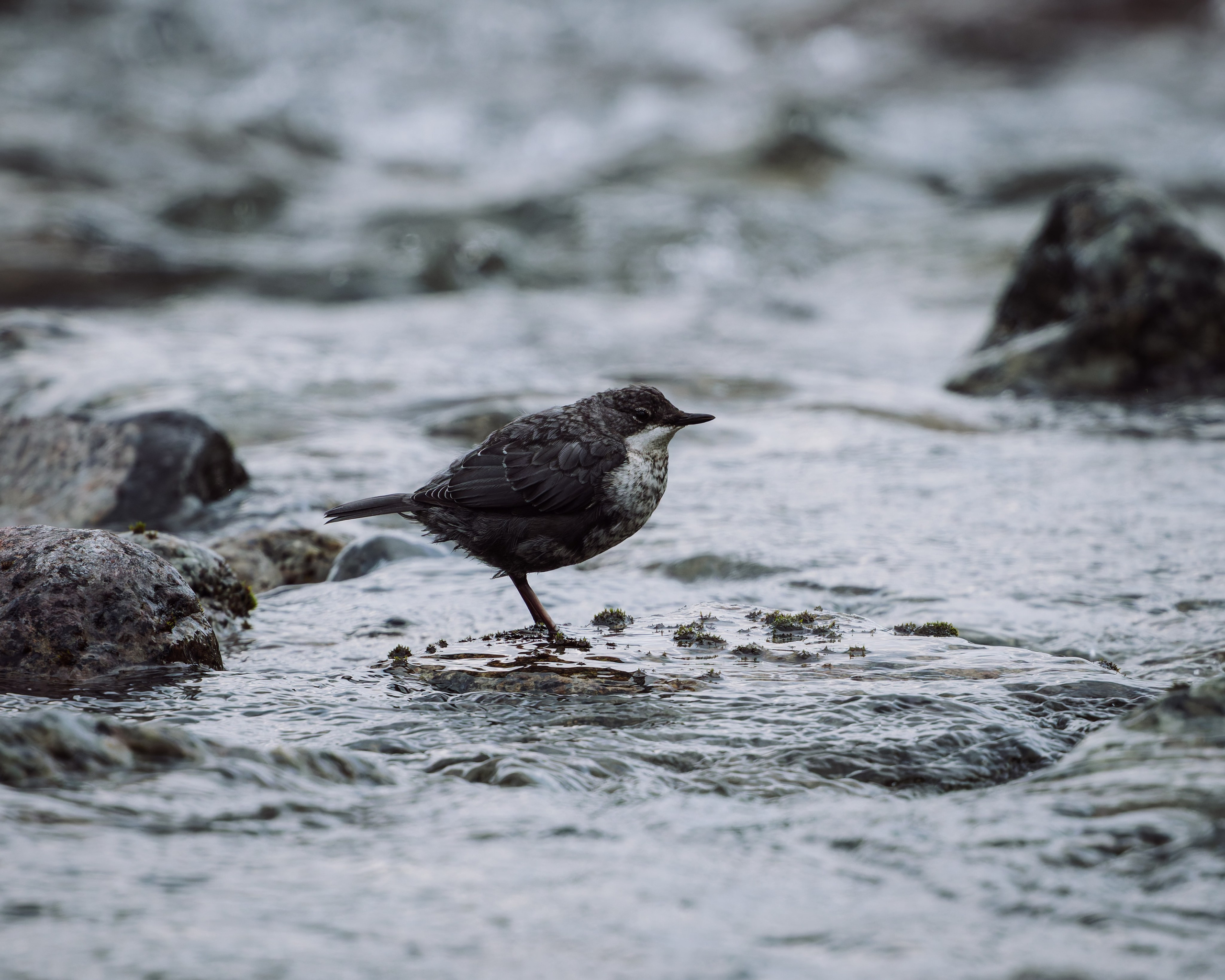 Khibinu 2025. Anton Chernov | Wildlife photographer