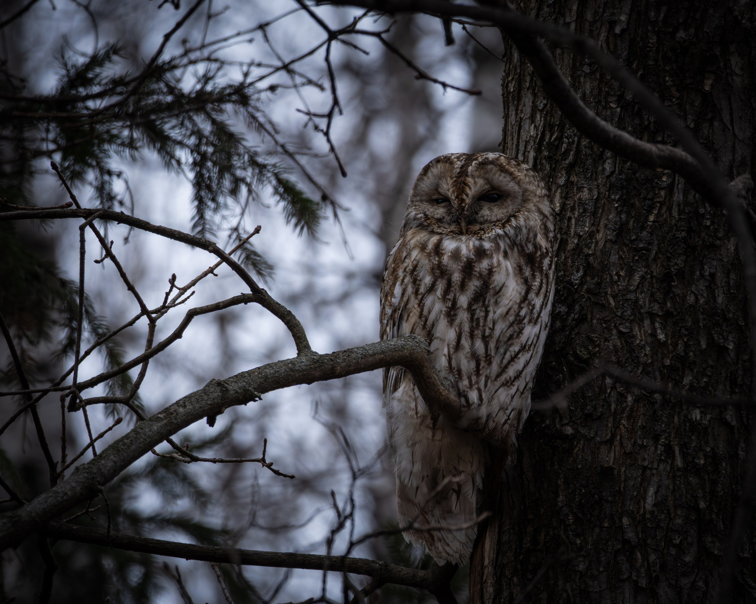 Voronezh 2025. Anton Chernov | Wildlife photographer