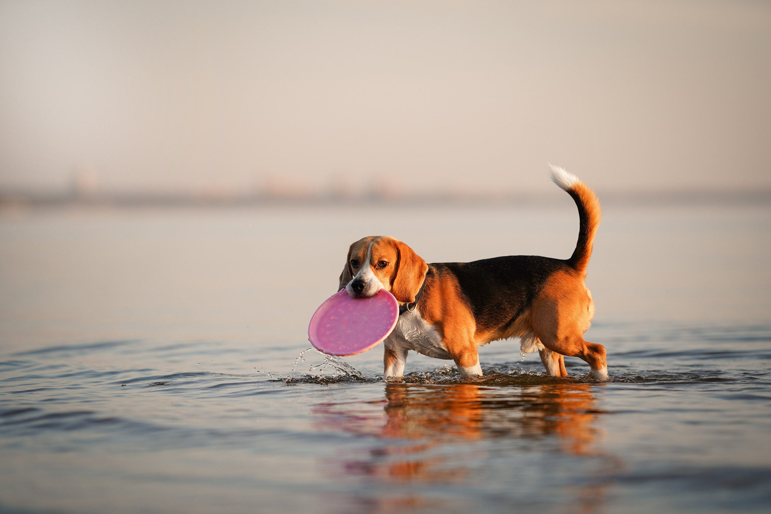 Оля Леша и Ричард. Фотограф-анималист в Санкт-Петербурге Яна Мартынова