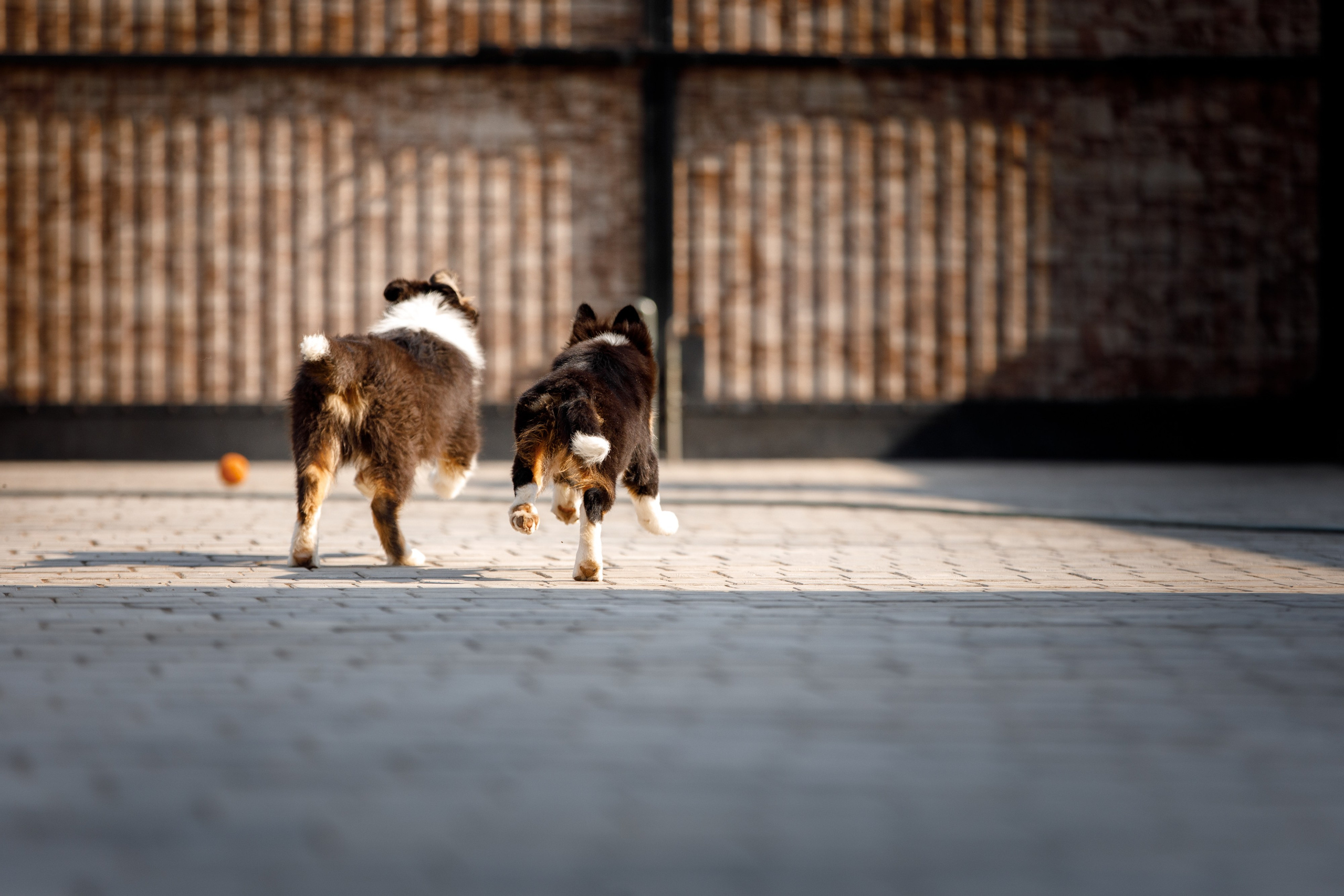 Смешарики. О нас