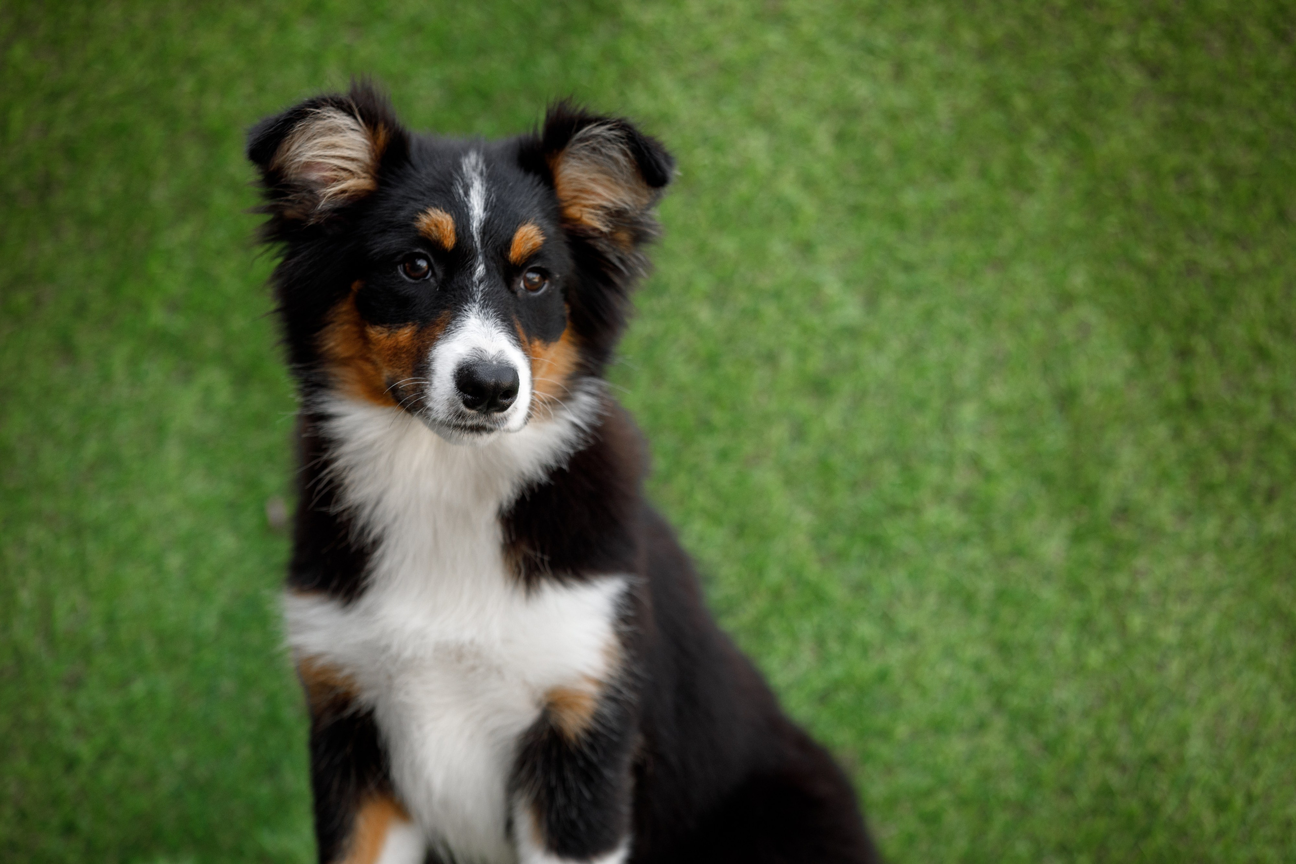 Смешарики. О нас