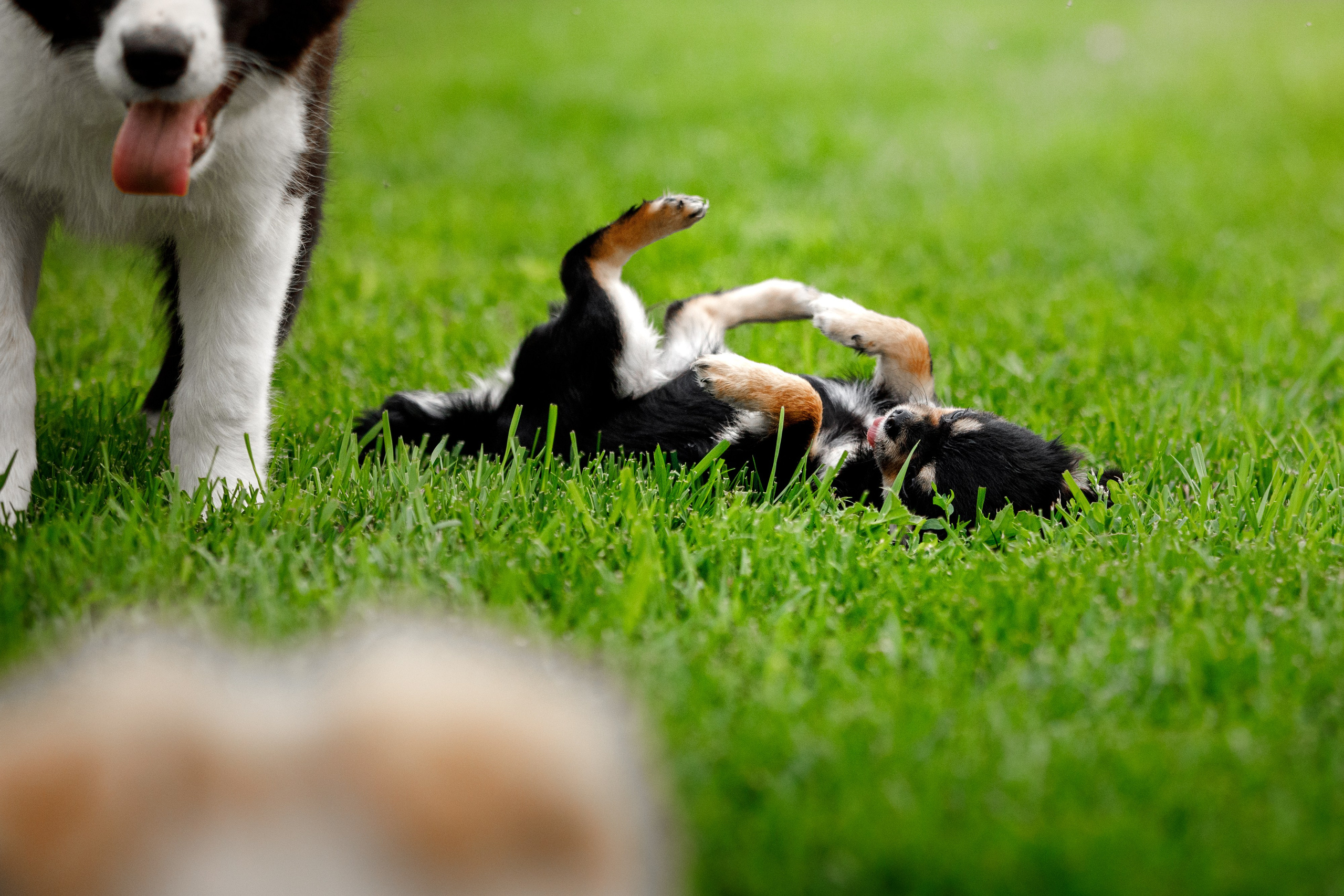 Болтовня в саду. О нас