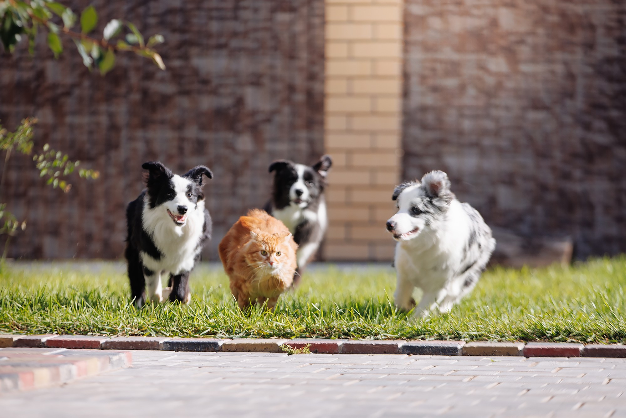 Трава у дома. О нас