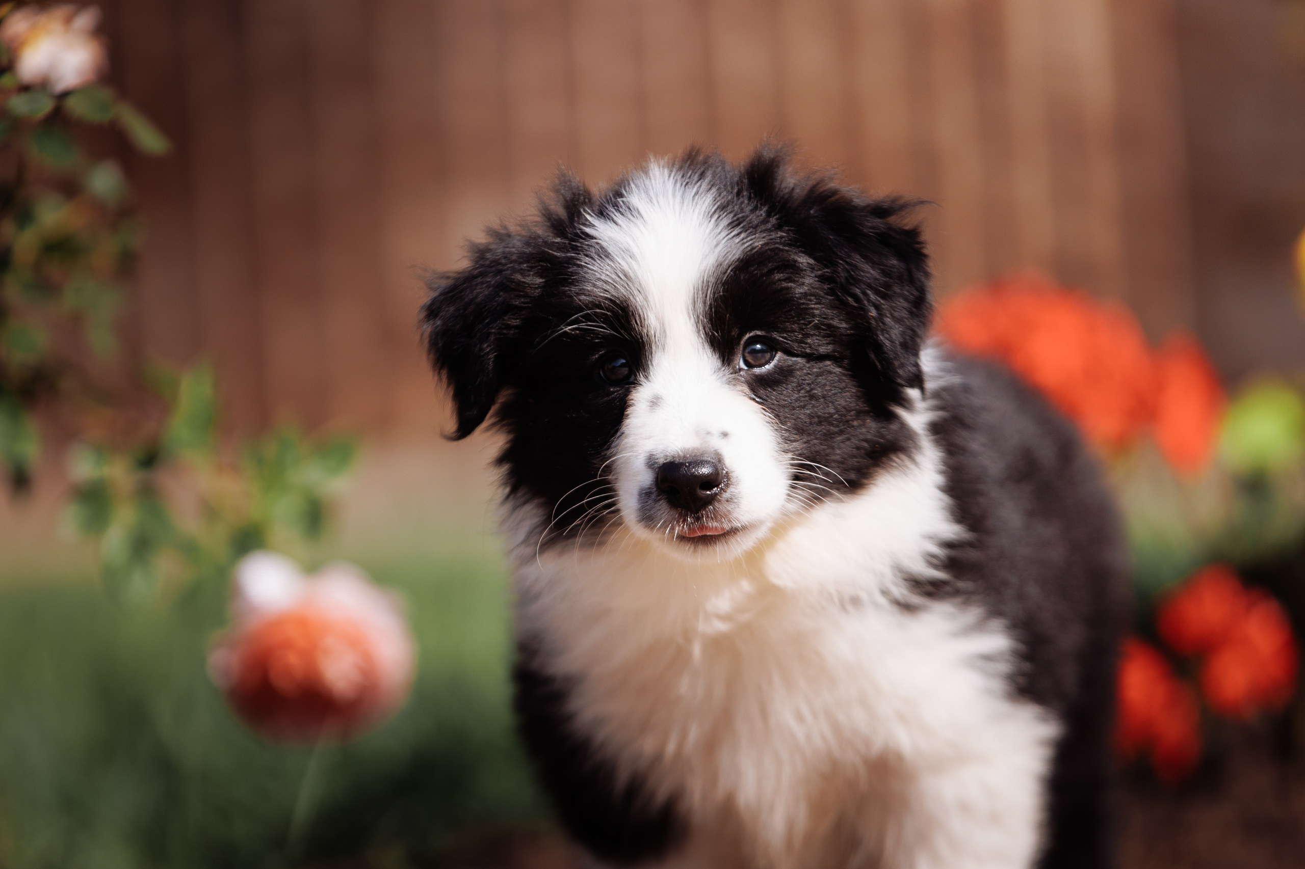 МММ — маленькое мягкое милое. О нас