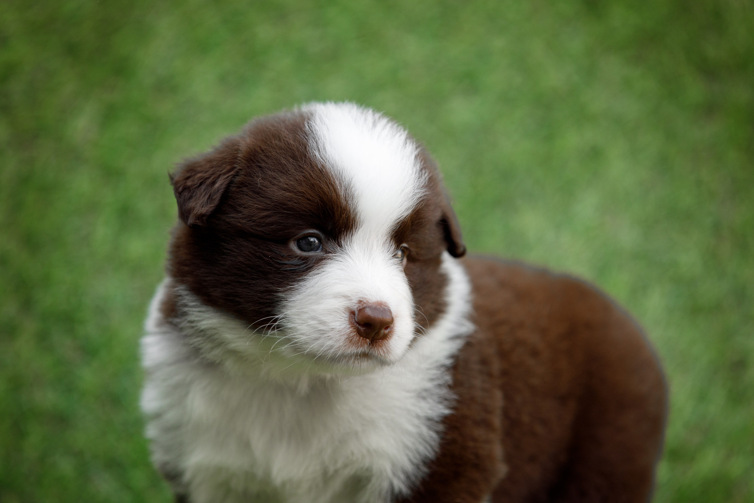 Смешарики. О нас