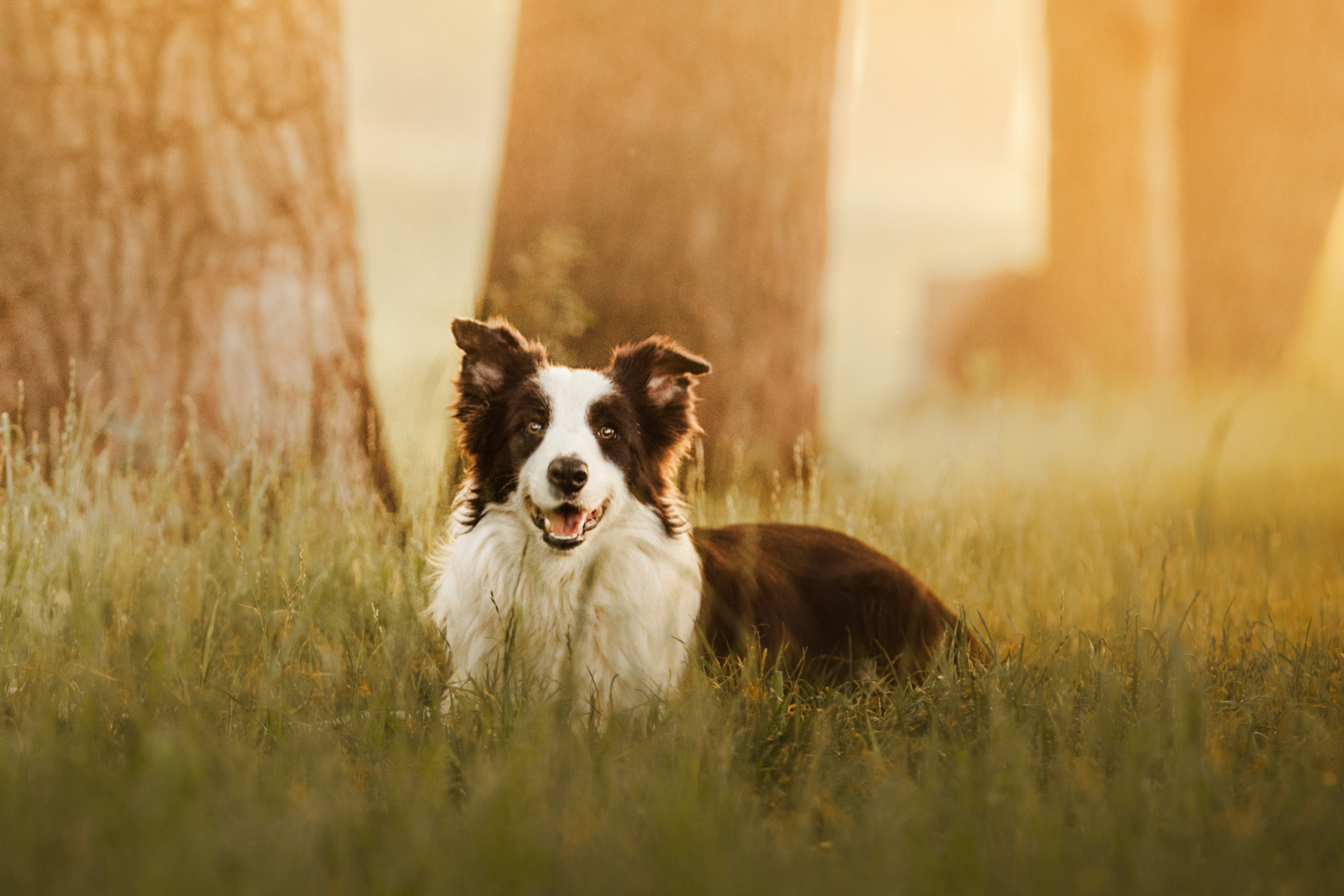 Сочный рассвет, на который решились. О нас