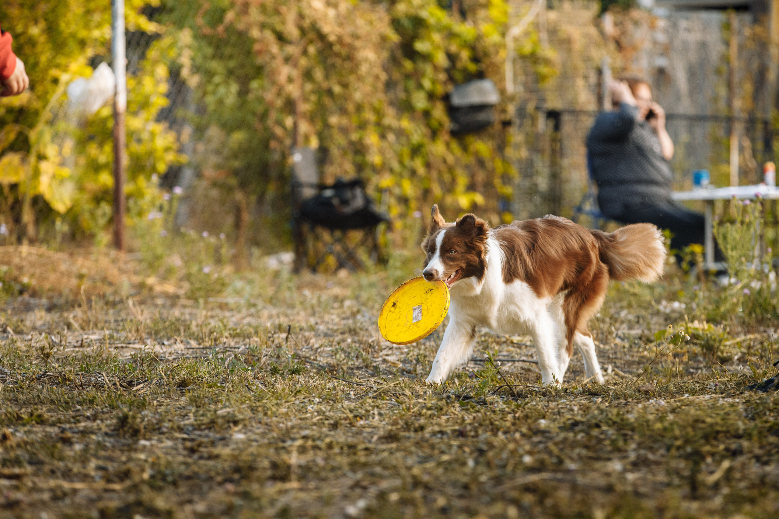 Овечий день. О нас