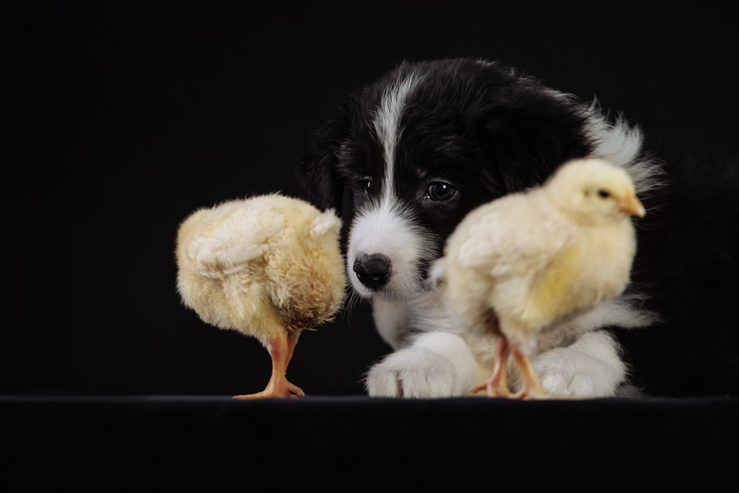 С цыпами. О нас