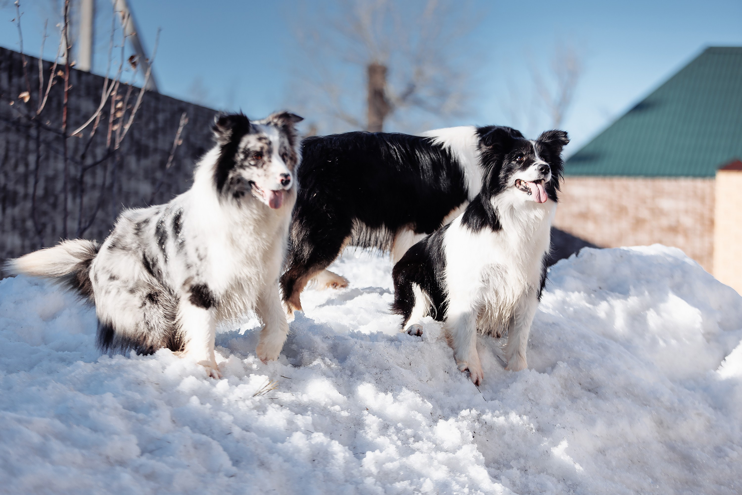 Пока таяло. О нас