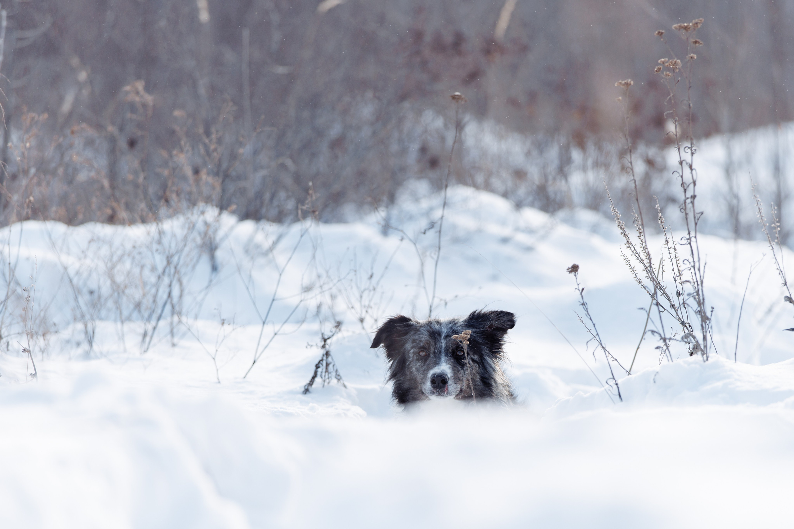 Ryzhaya Molniya Gelaksi. О нас