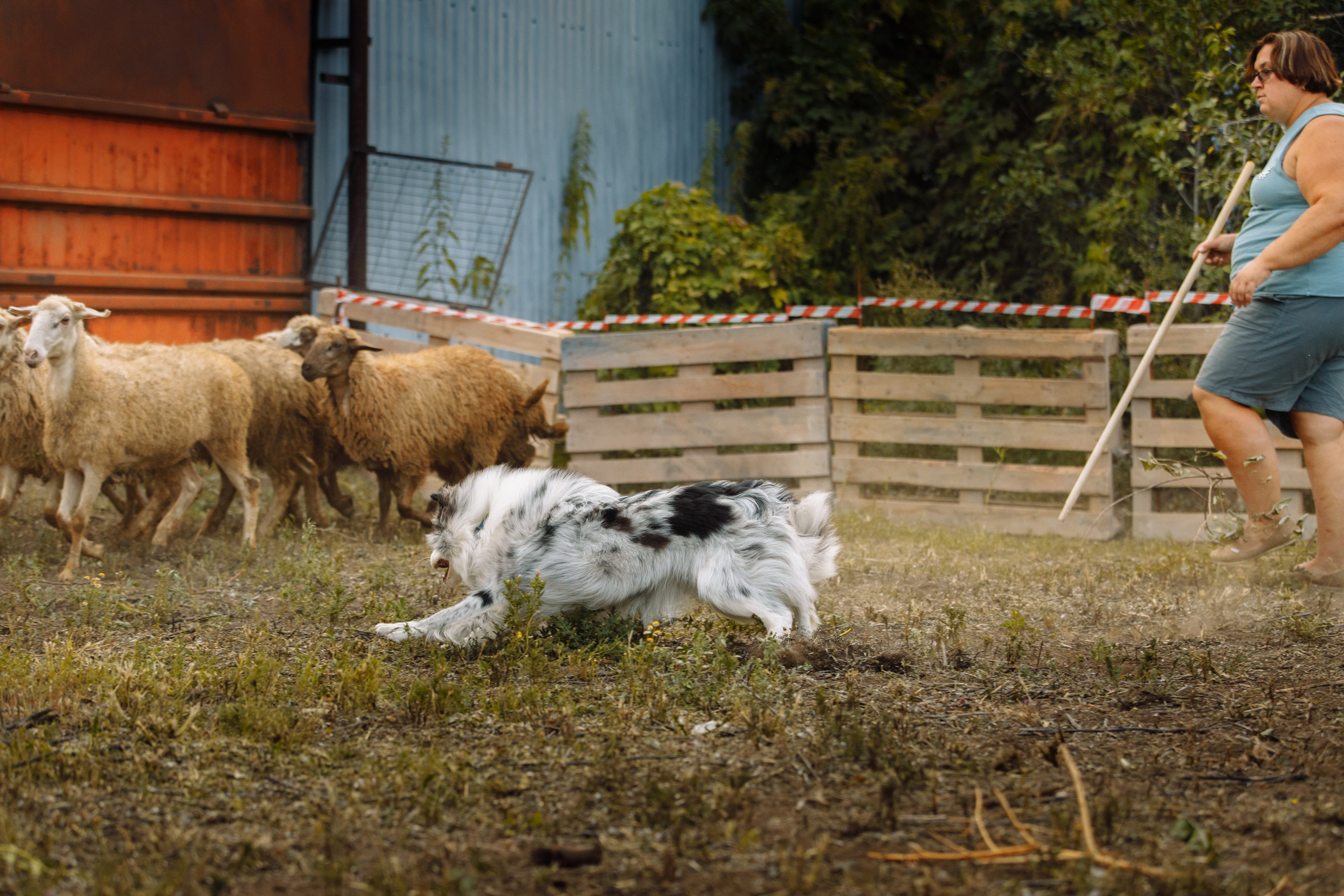 Овечий день. О нас