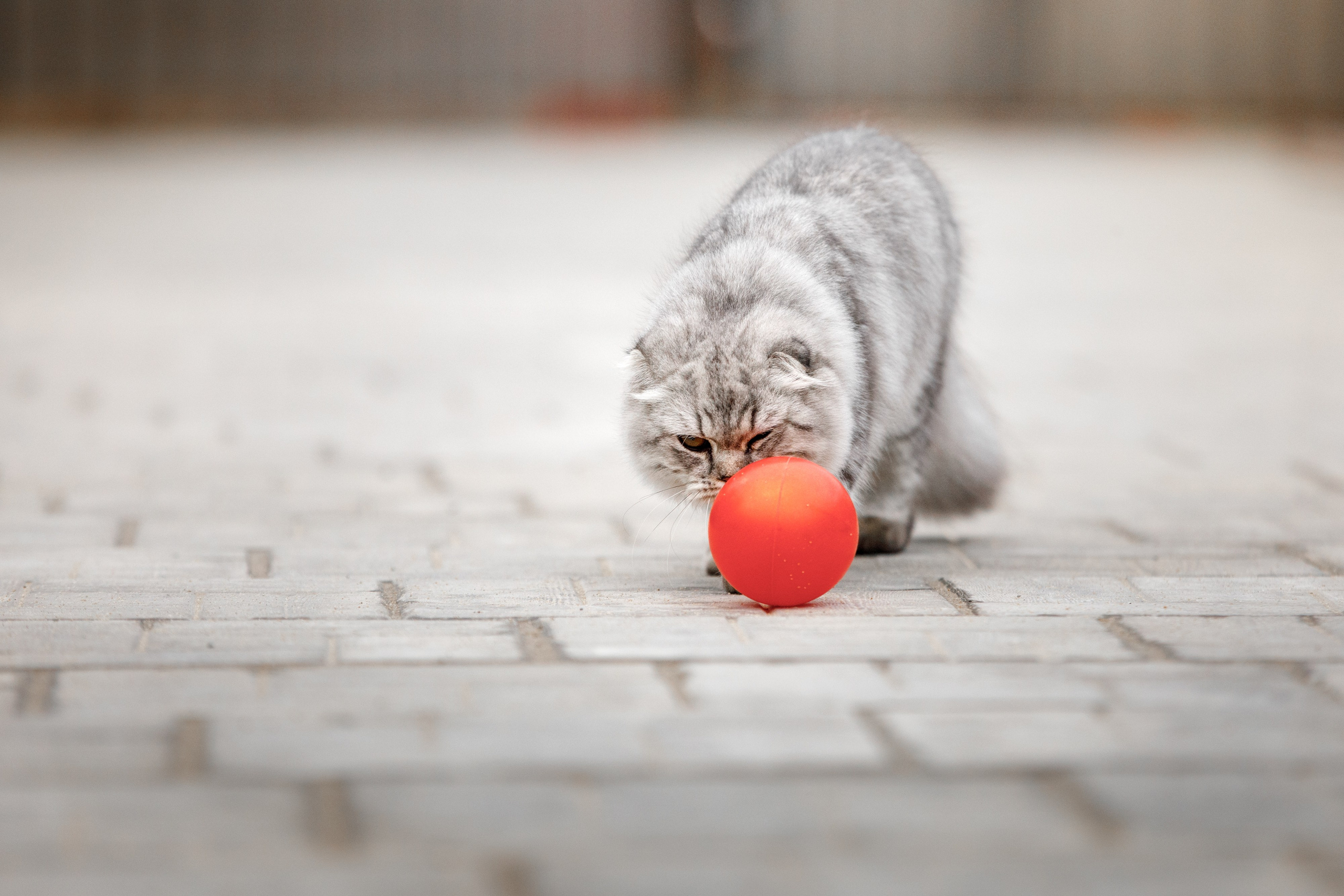 Болтовня в саду. О нас
