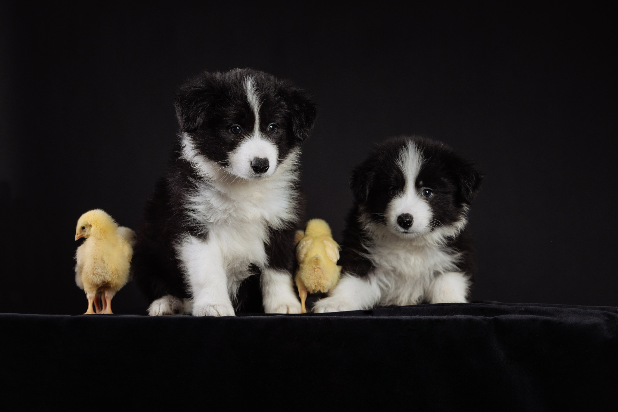 С цыпами. О нас