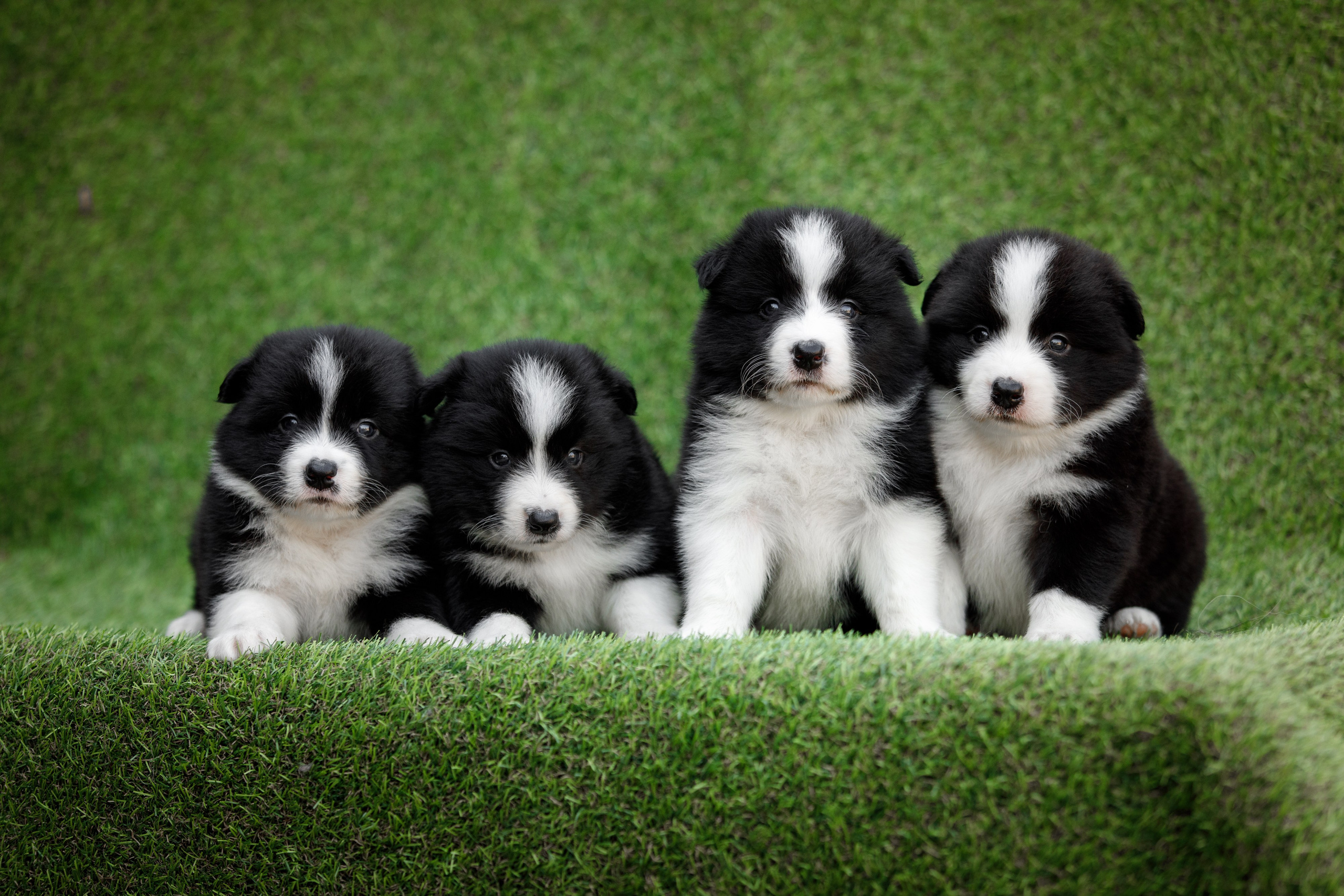 Смешарики. О нас