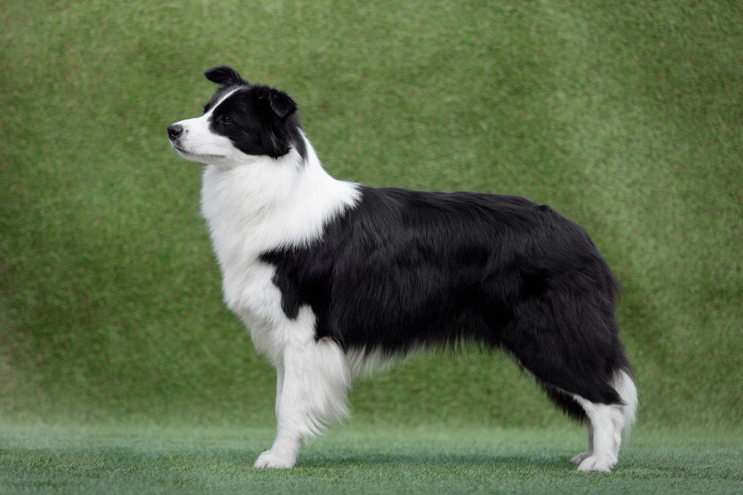 Wild Storm Lay Lady Lay — Лиза. О нас