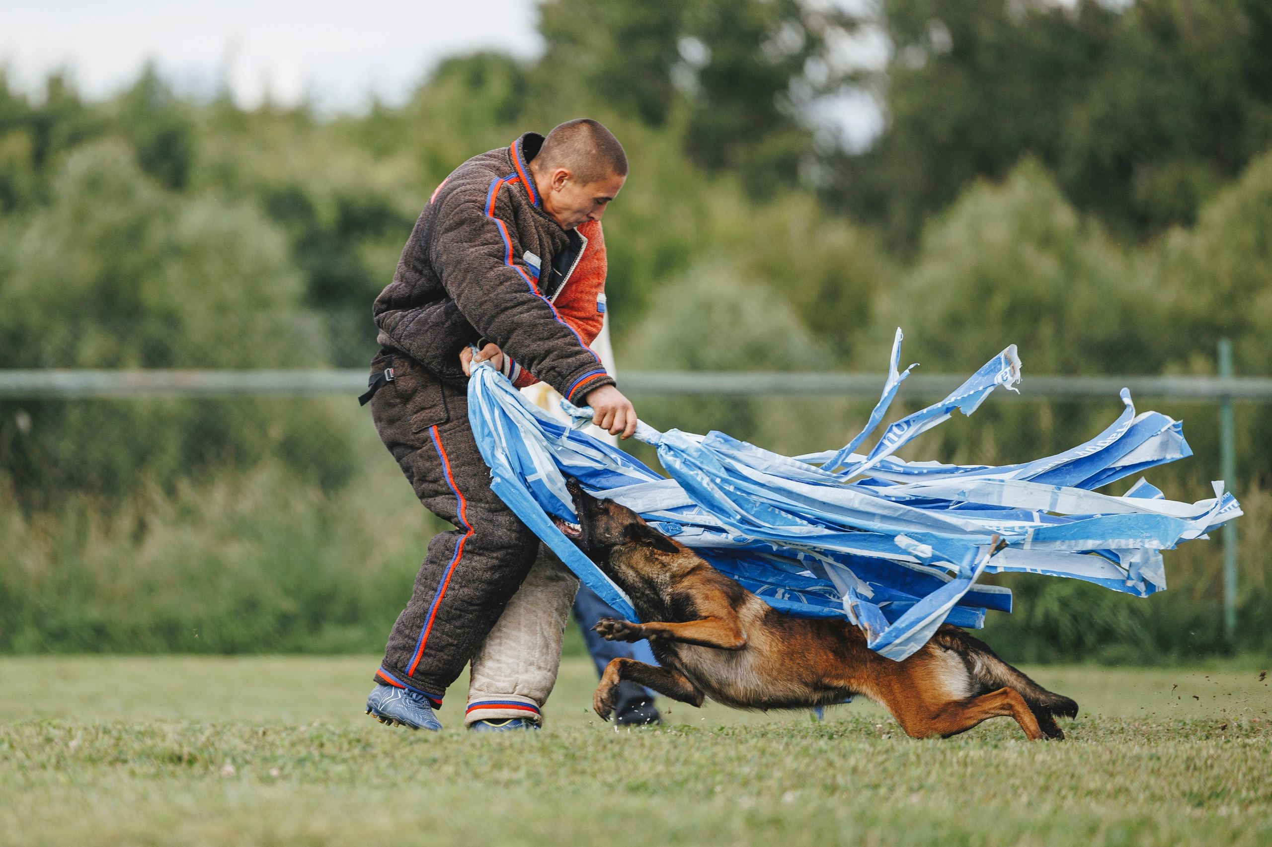 08.08.25-10.08.25 ЧР по мондьорингу г. Вологда. Фотограф-анималист Анна Маринич