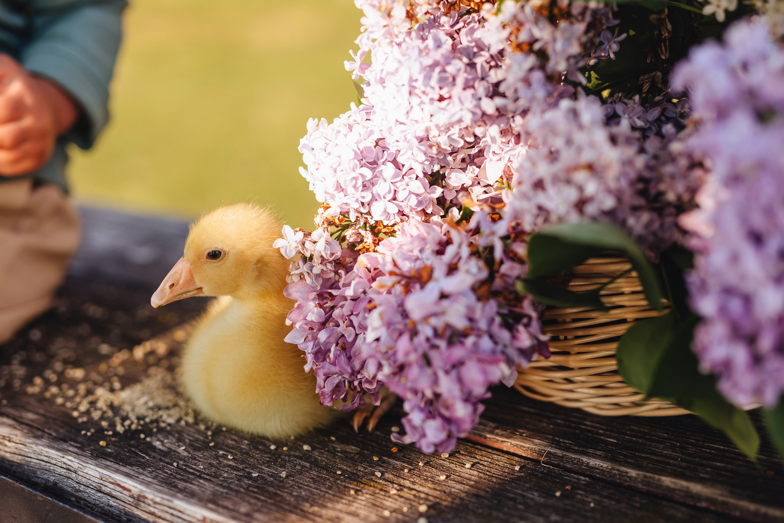 Тимоша и утятки. Свадебный и семейный фотограф в Туле и области Маша Костина