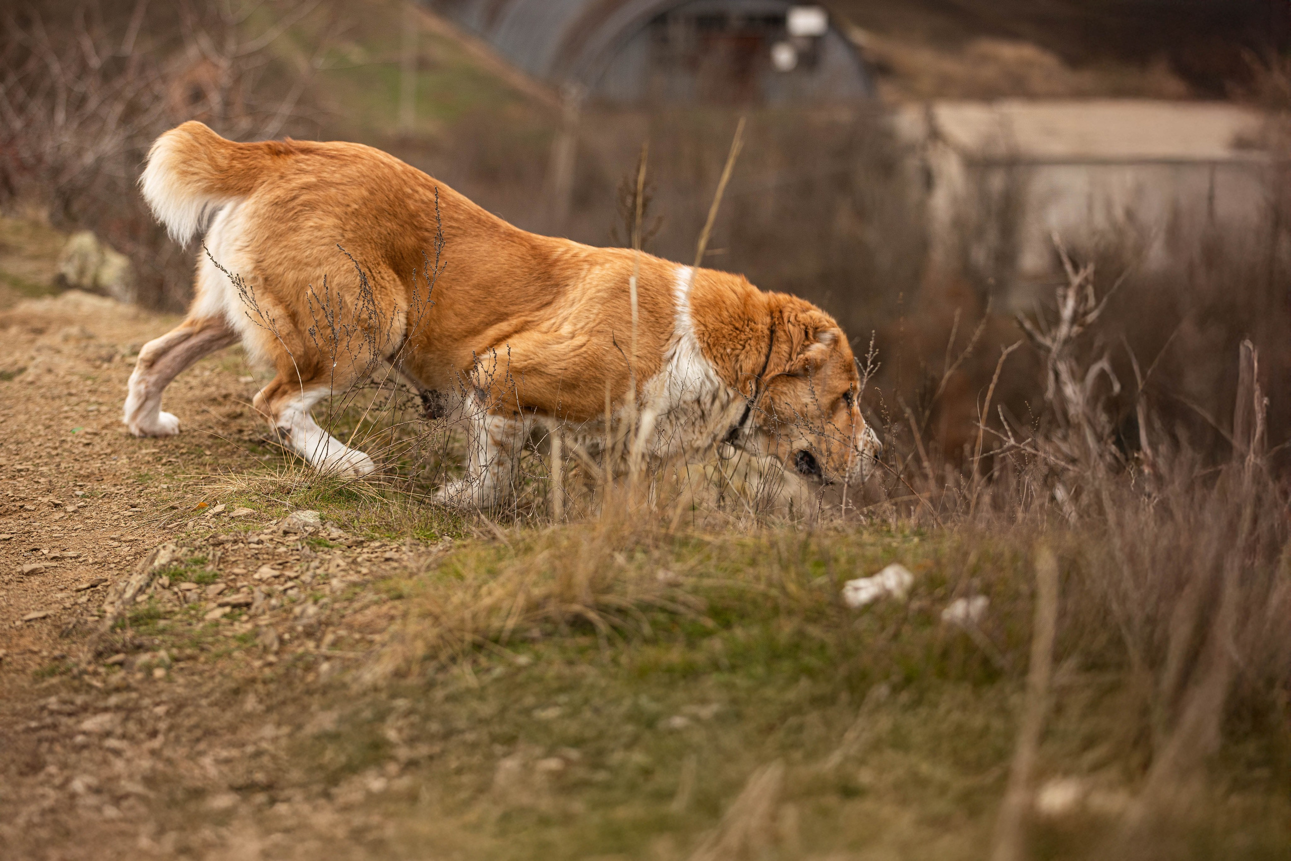 Пальма. Фотограф-АниМалист Анна Абрамова