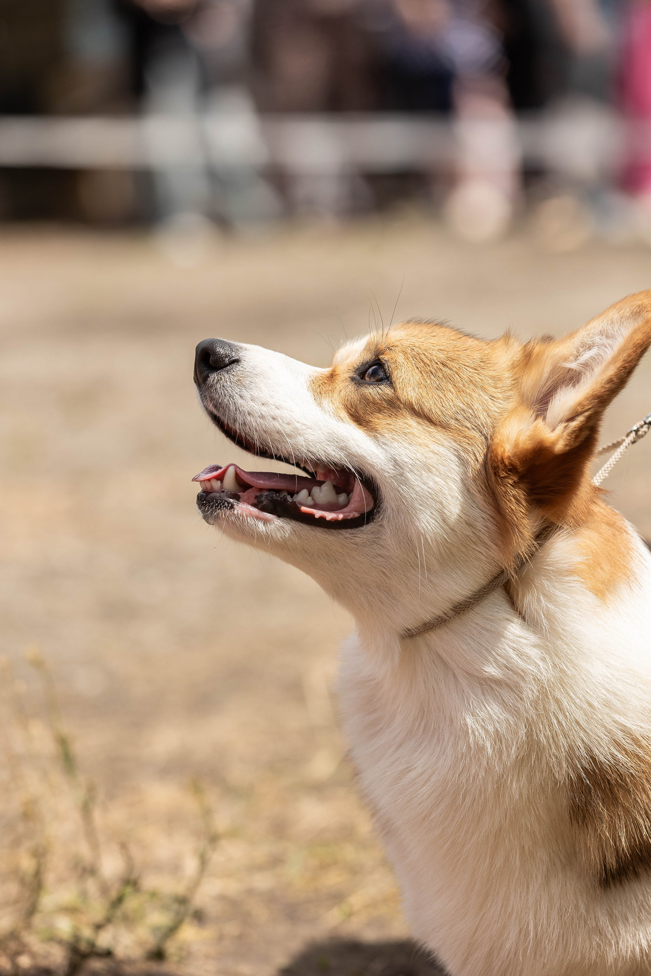 Репортаж (фото с выставок). Фотограф-АниМалист Анна Абрамова