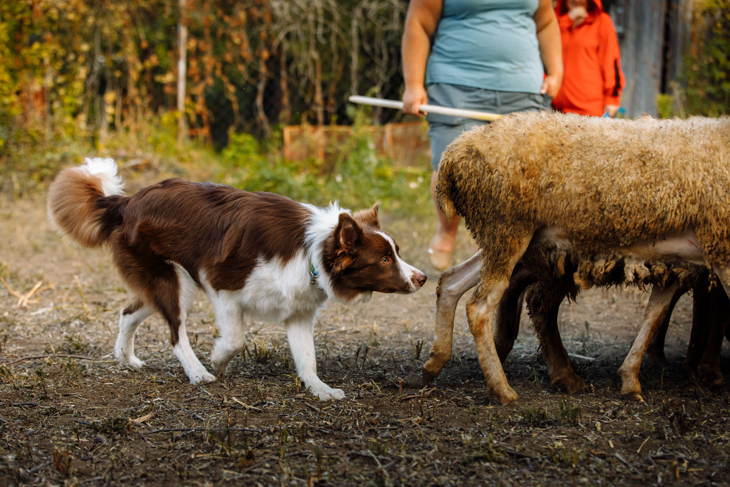 Овечий день. О нас