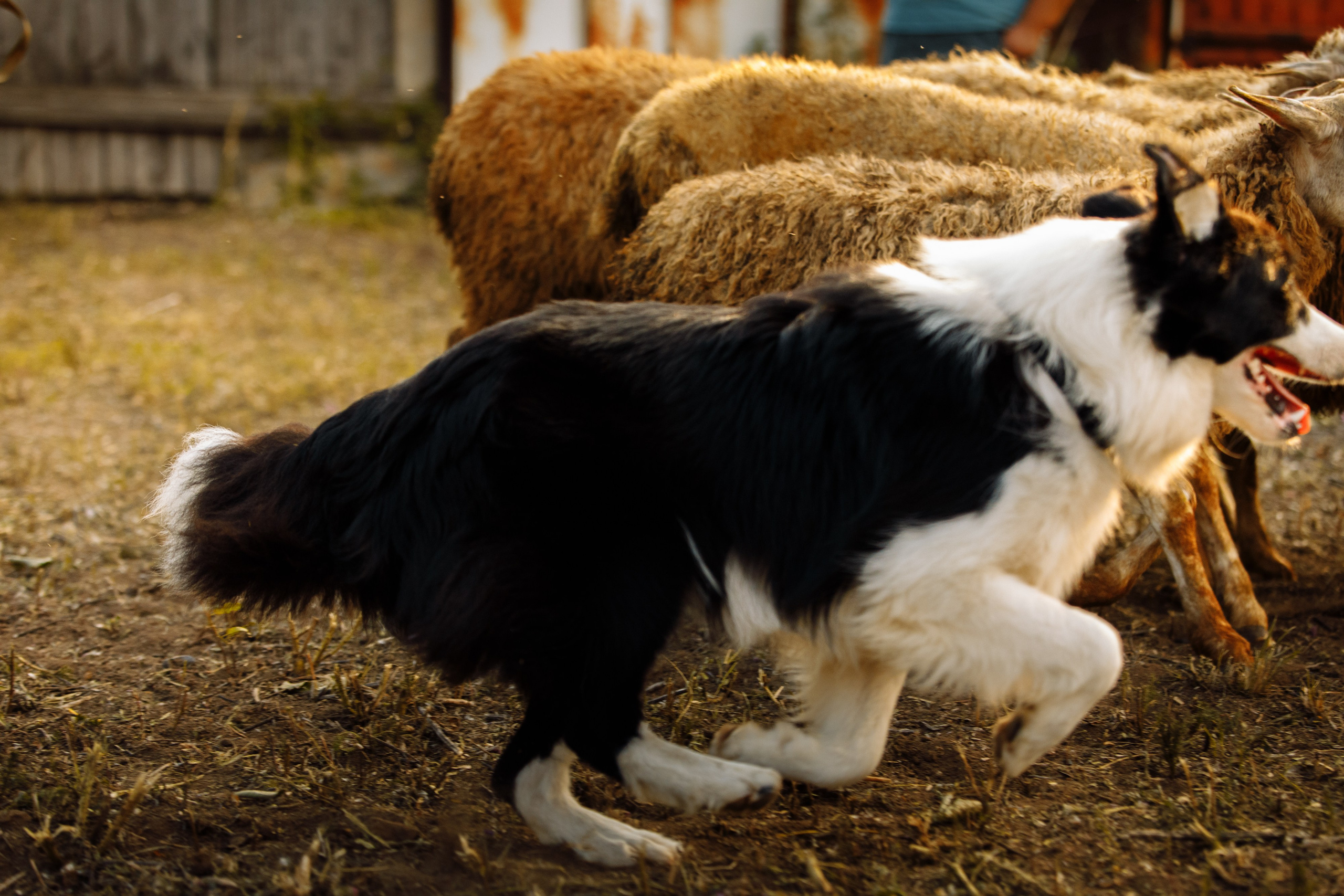 Овечий день. О нас