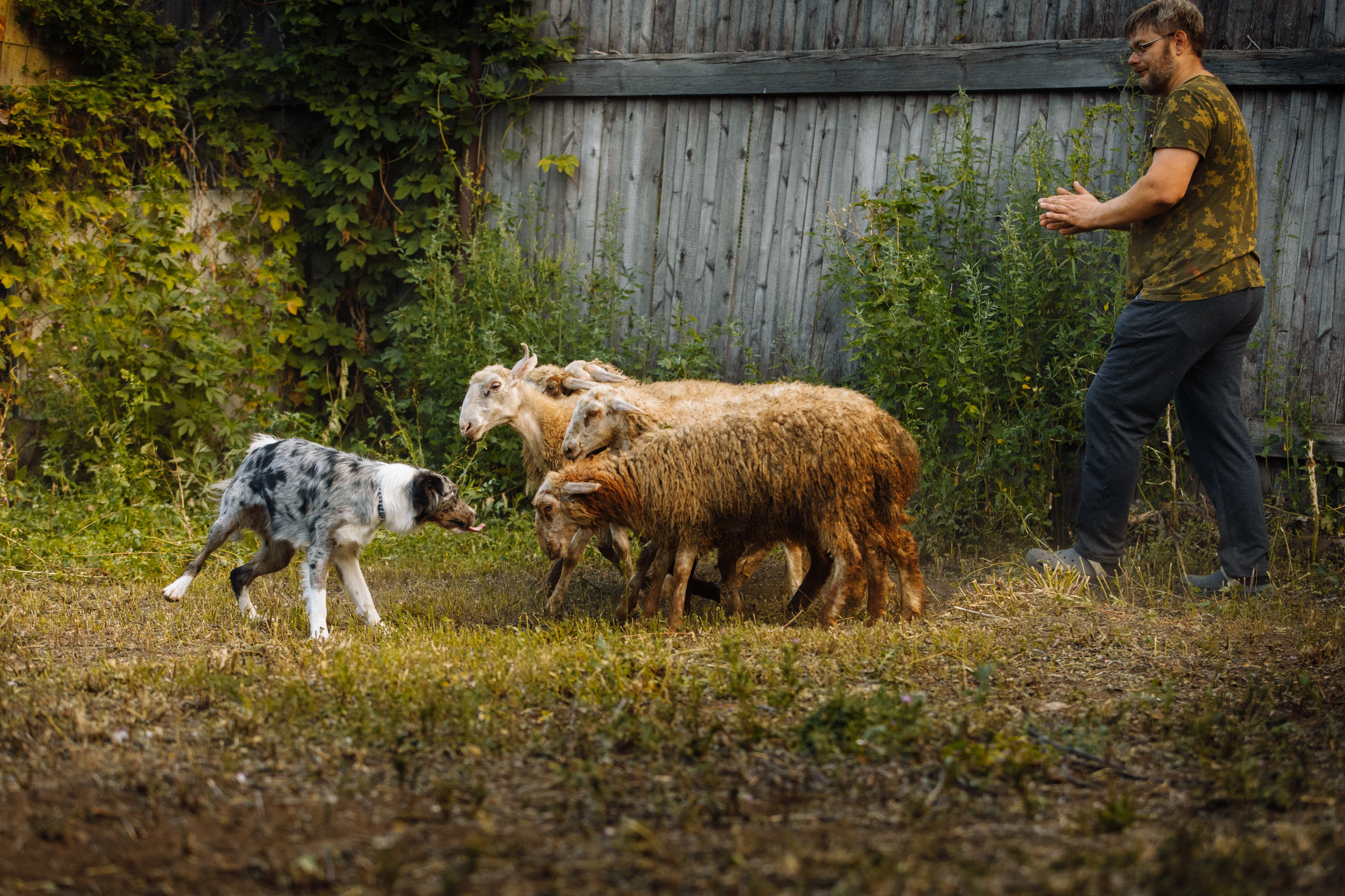 Овечий день. О нас