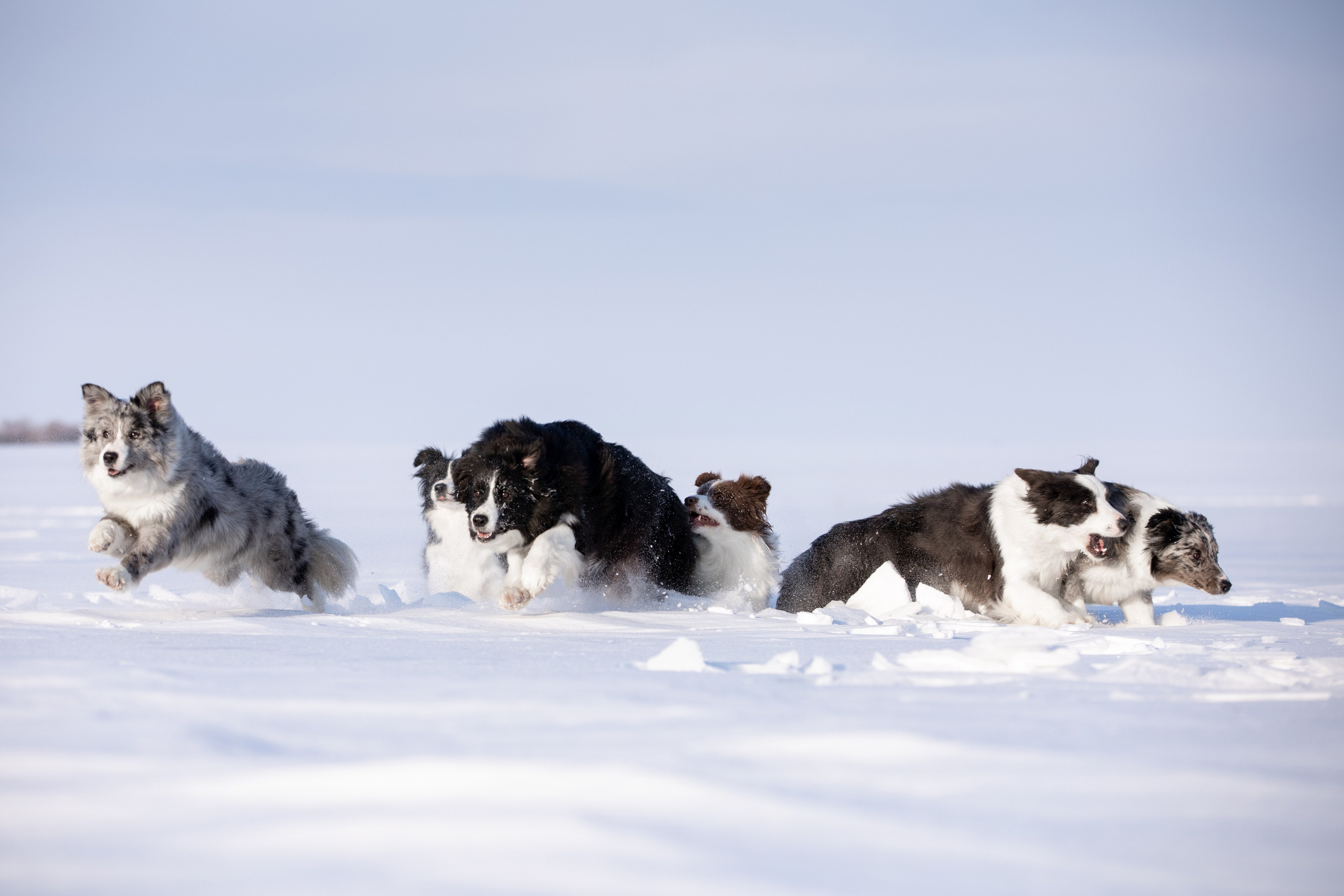 Мороз и солнце. О нас