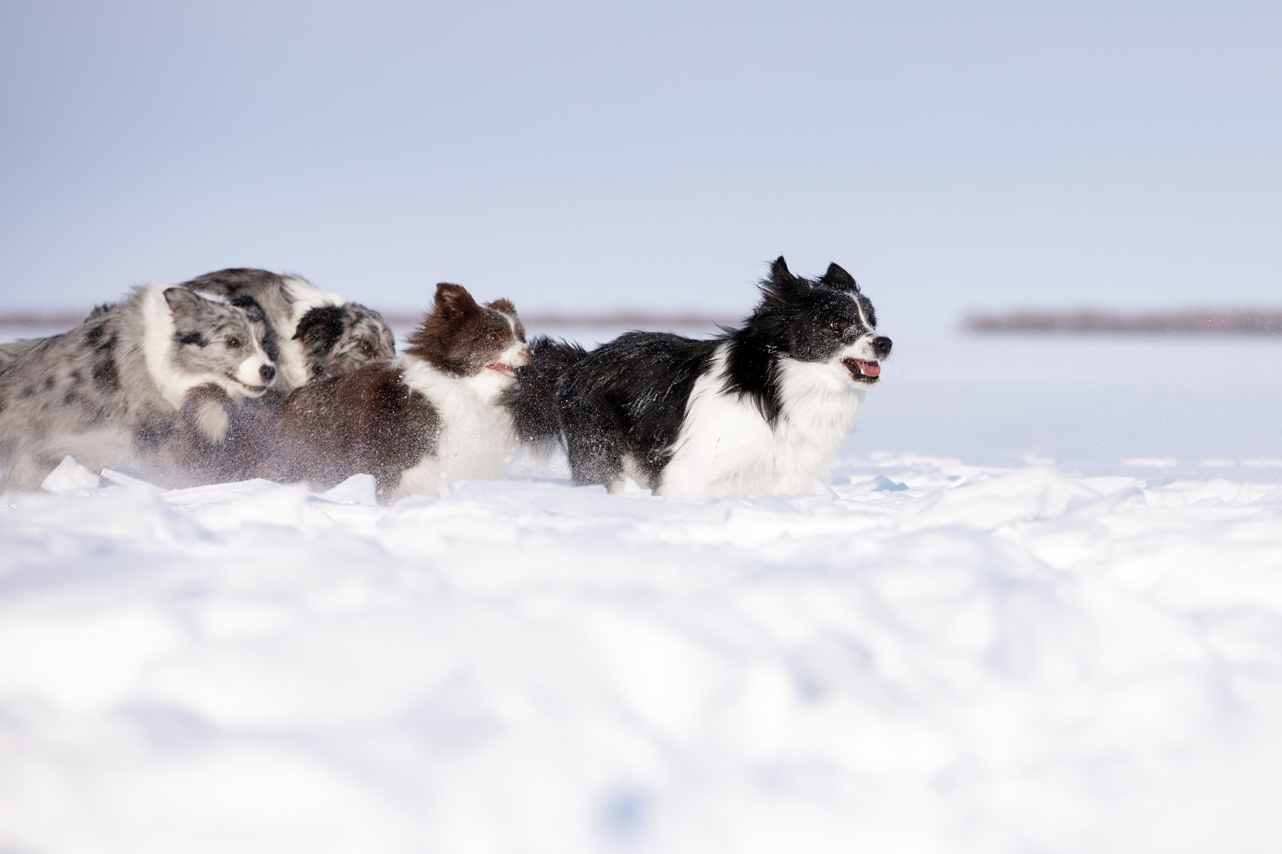 Мороз и солнце. О нас