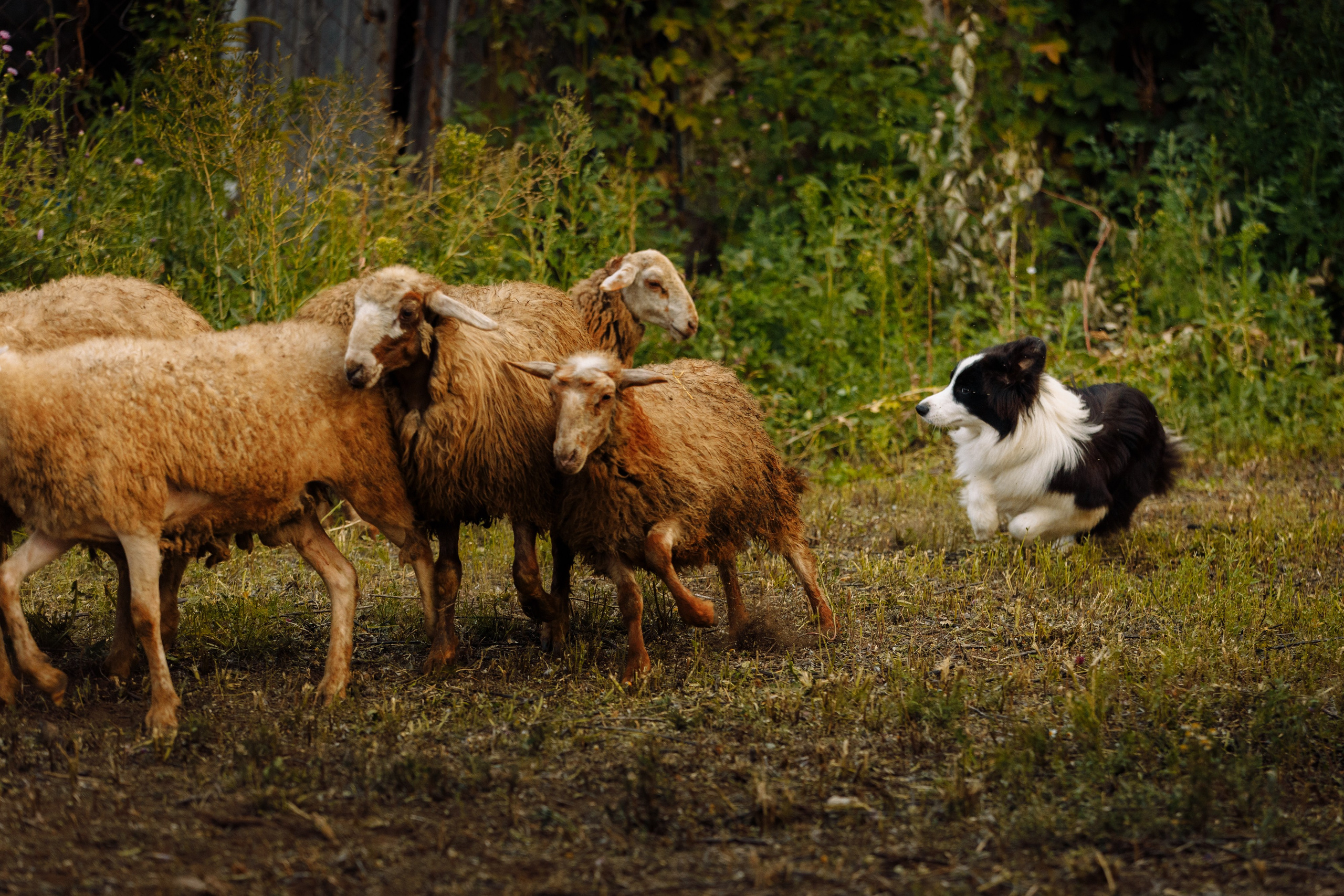 Овечий день. О нас