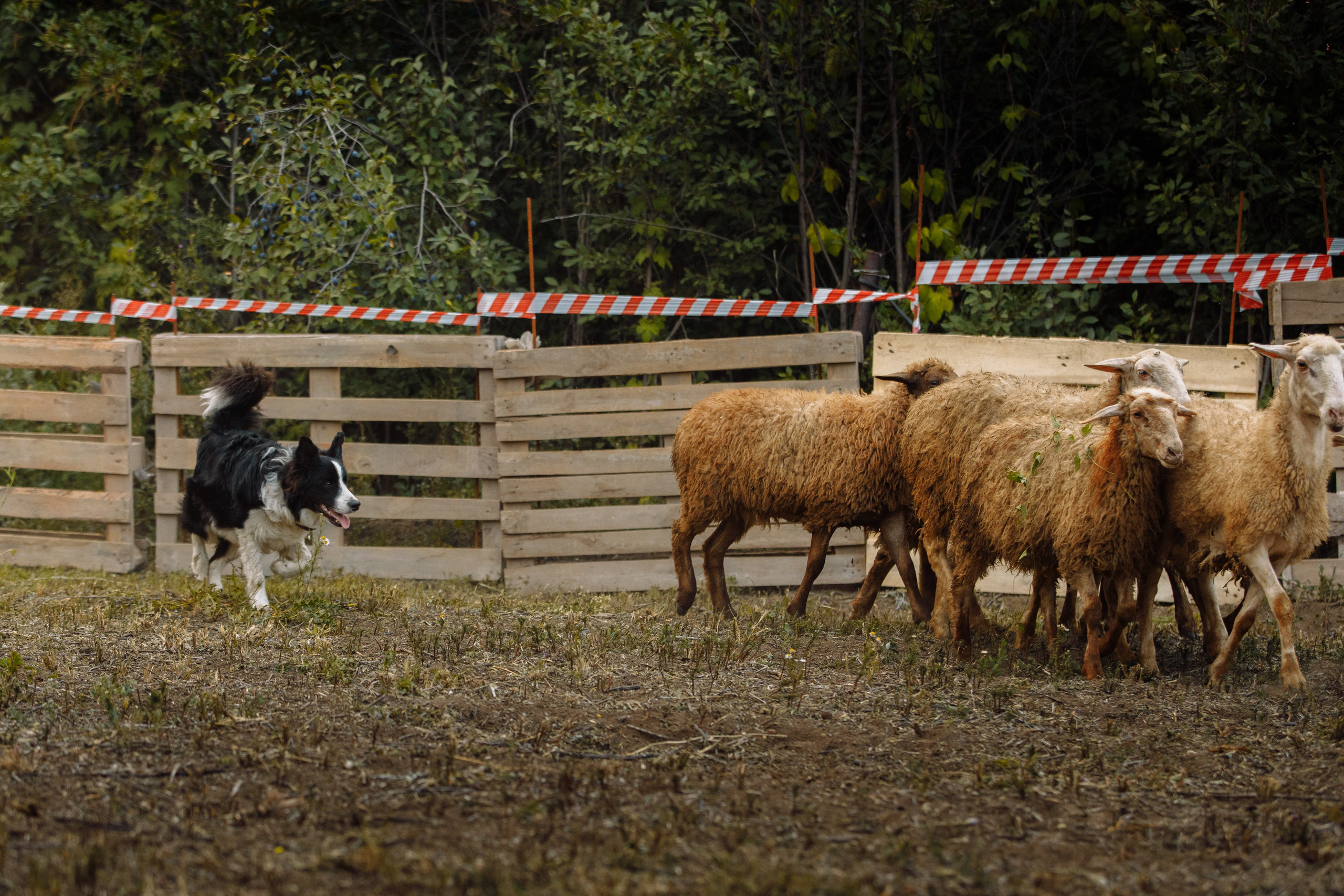 Овечий день. О нас
