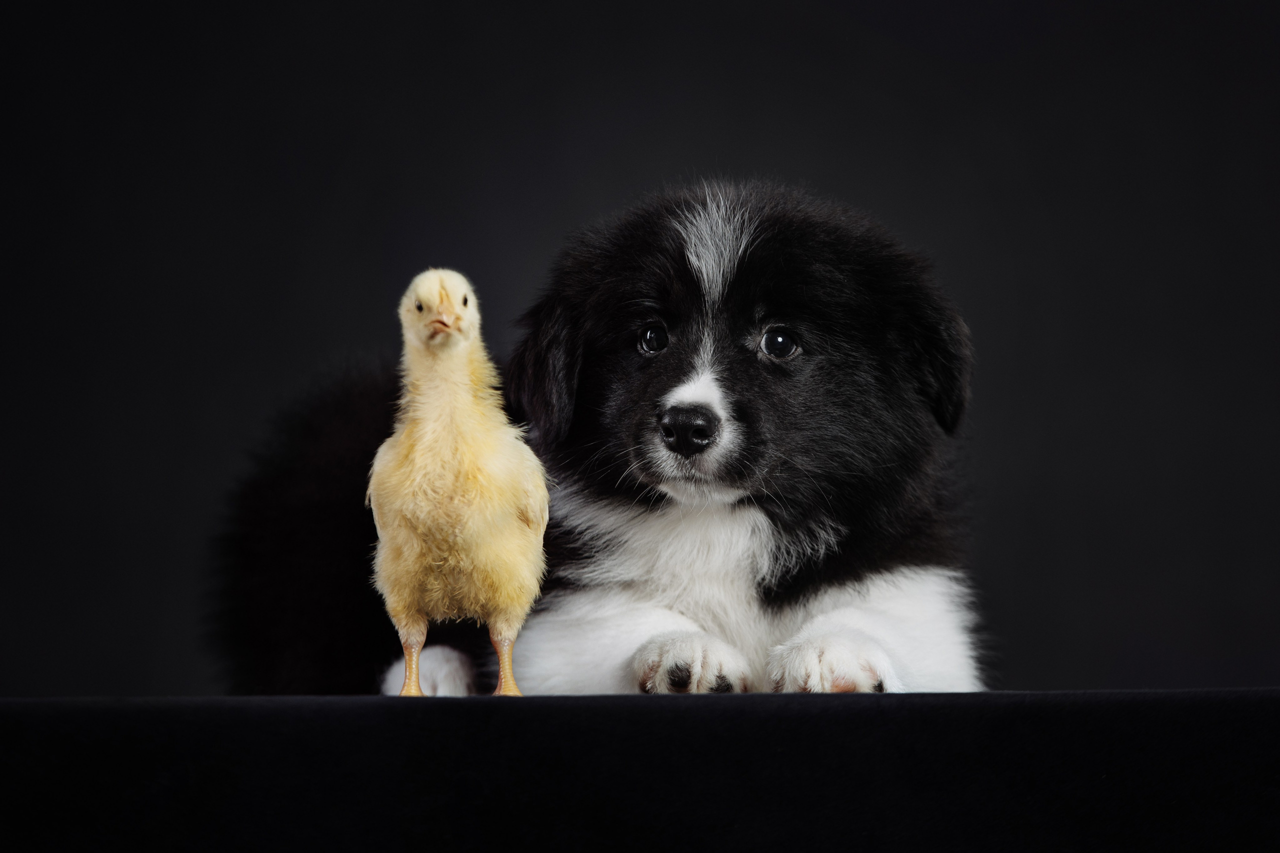 С цыпами. О нас