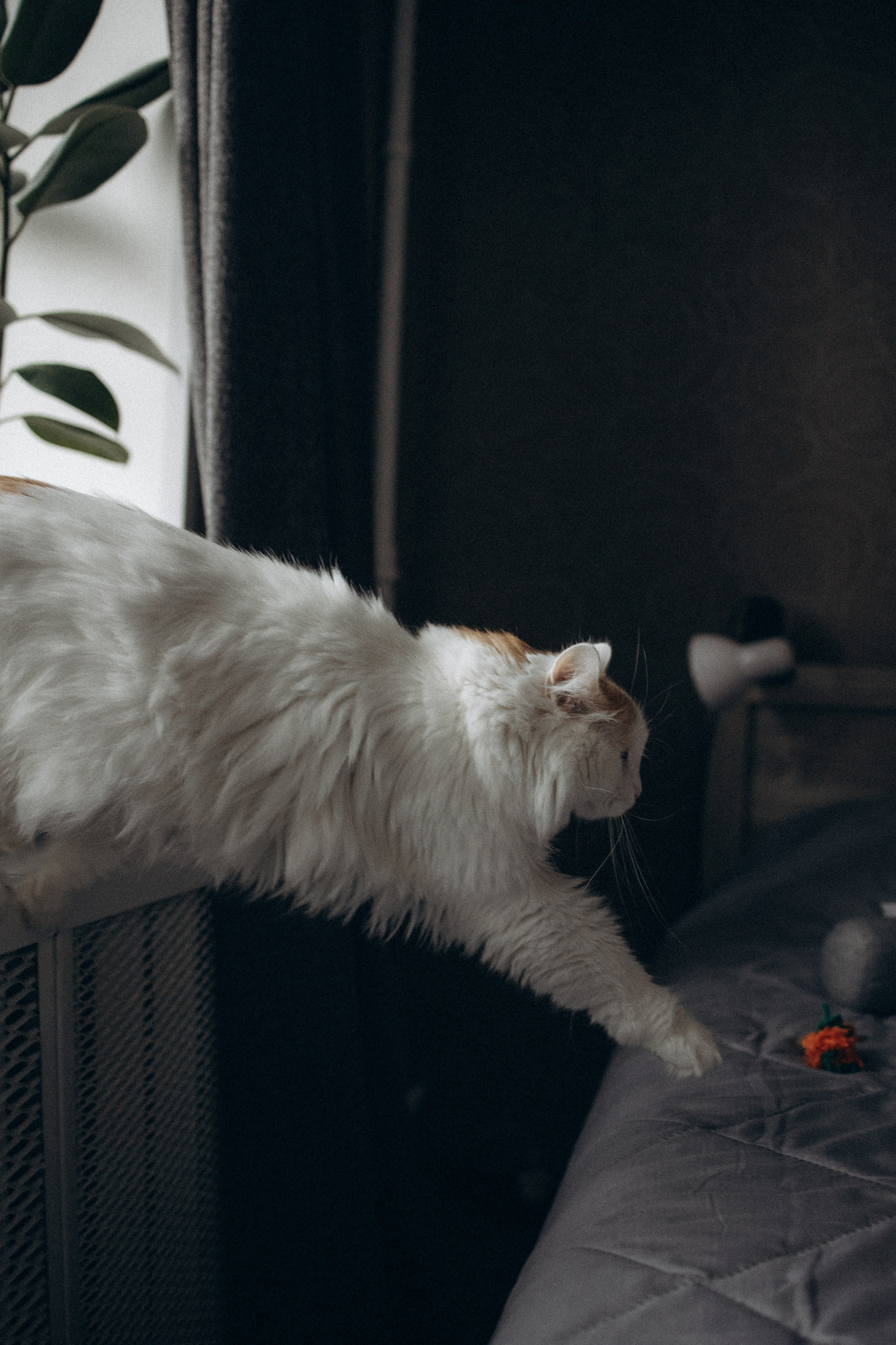 Маша и ее семья. Фотораф — анималист Мария Шистка