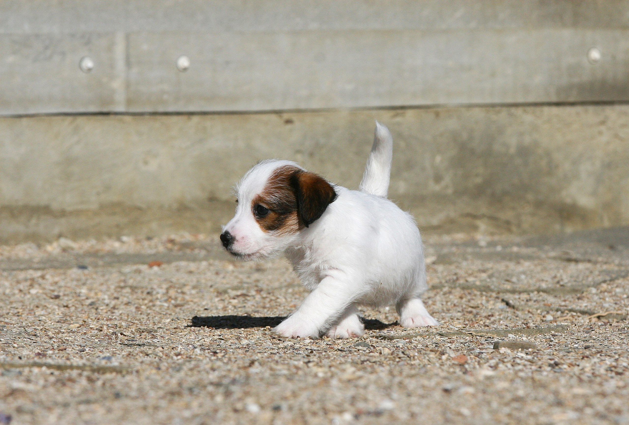 Female 1 brocken not available at this moment. Lovely-Orange питомник джек рассел терьеров