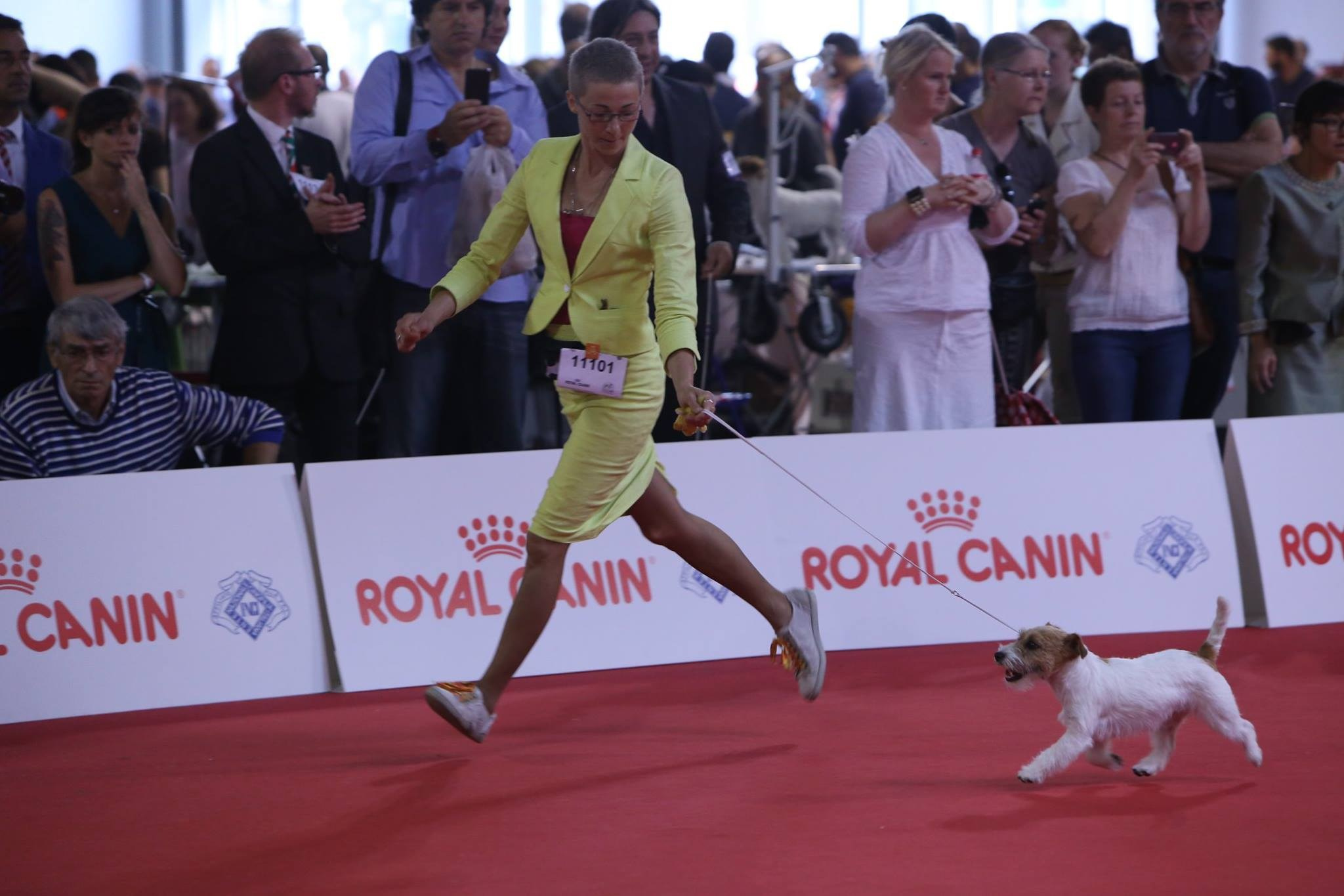 ЧЕМПИОНАТ МИРА 2015. Lovely-Orange питомник джек рассел терьеров