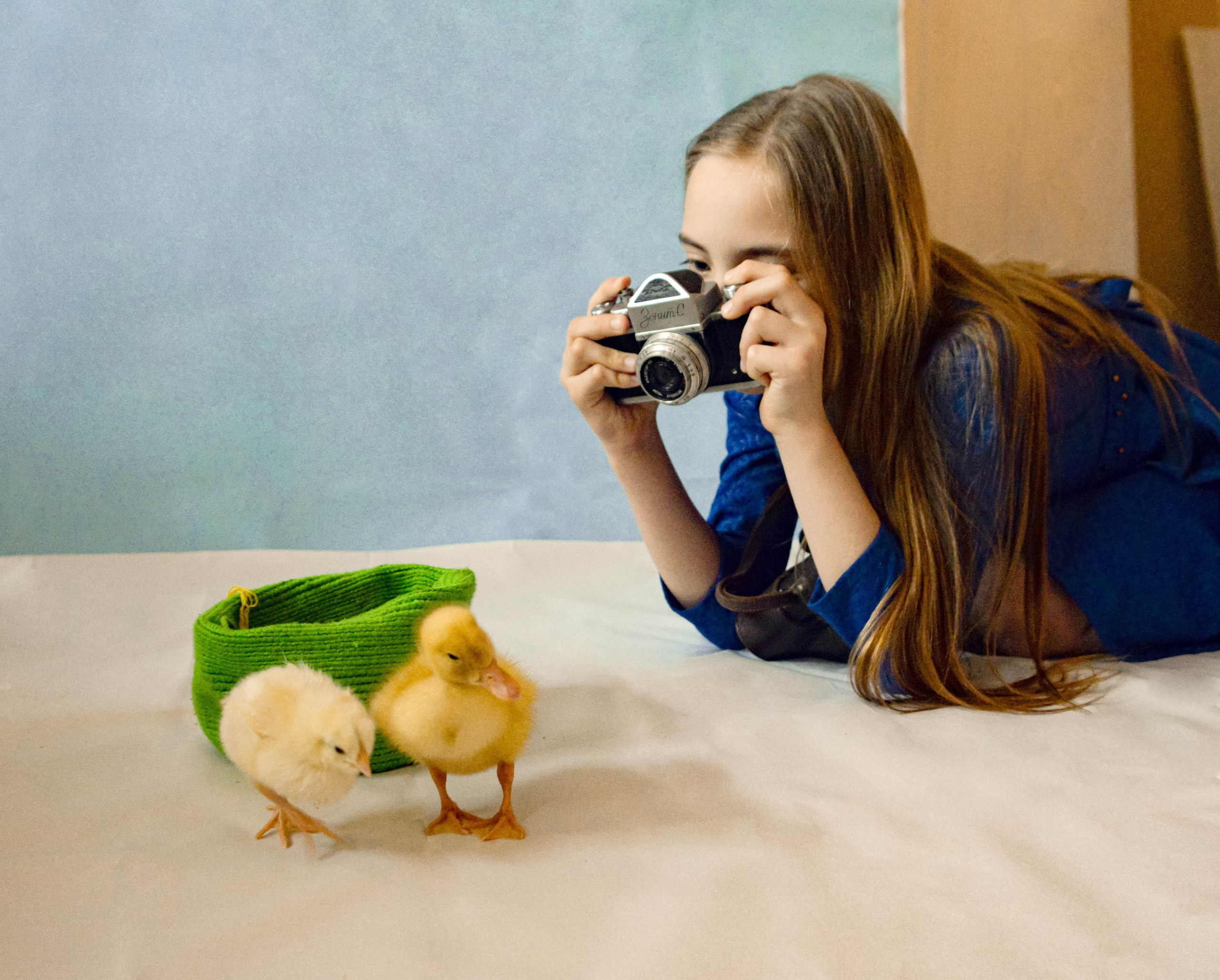 Цыпы. Фотограф Майкоп Митрова Рената