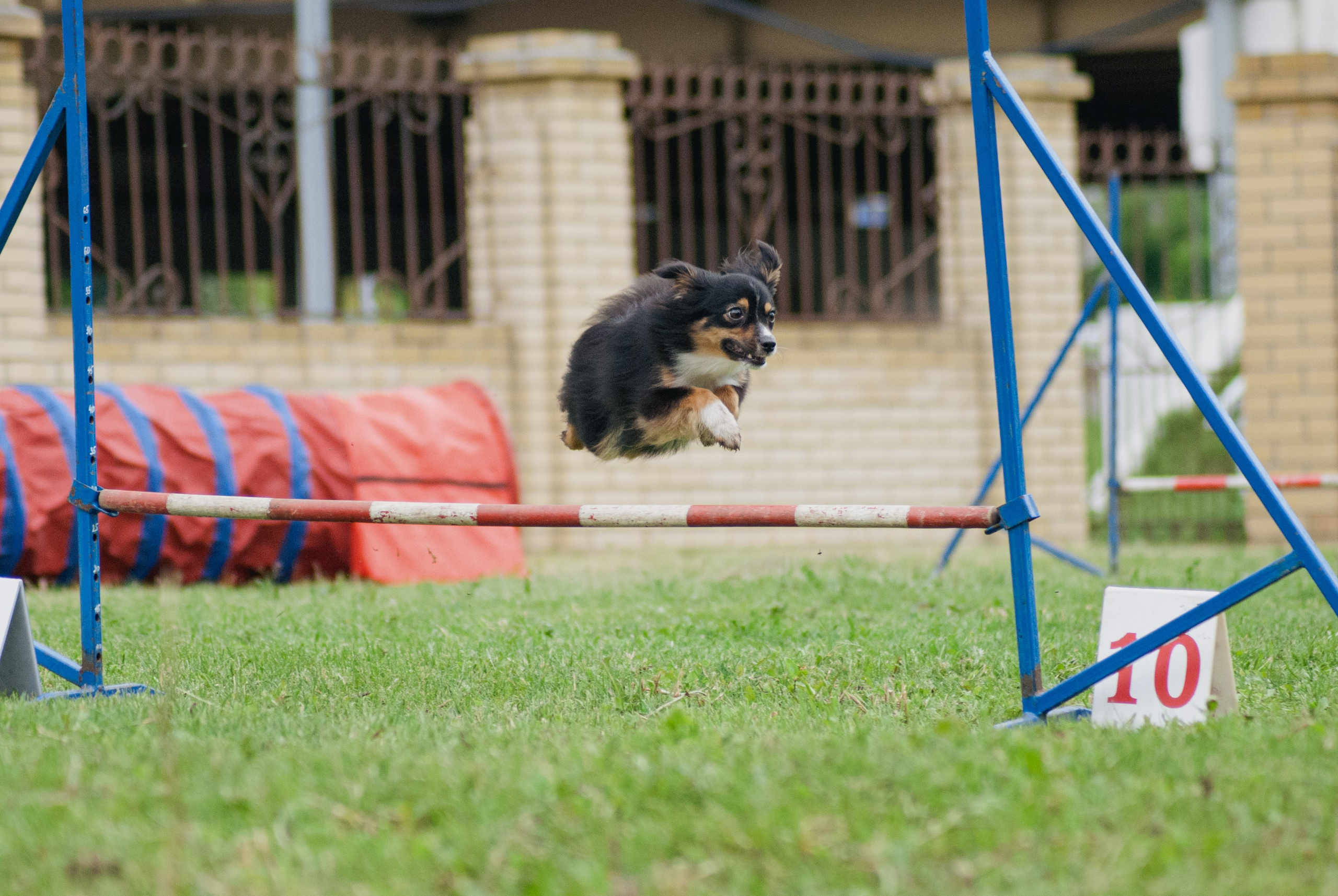 Аджилити. Фотограф в Тюмени Лизавета Сапицкая