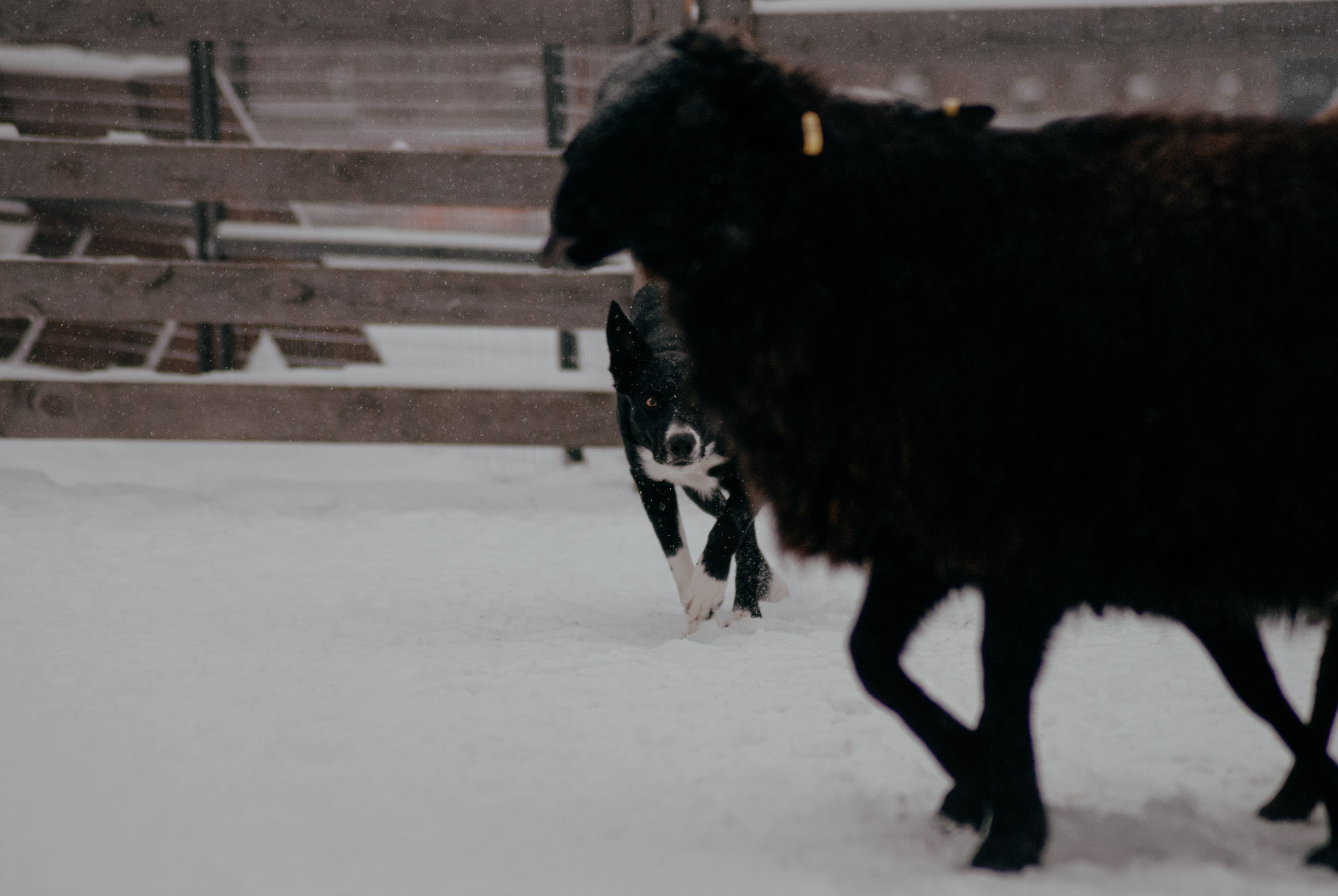 Пастьба. Фотограф в Тюмени Лизавета Сапицкая