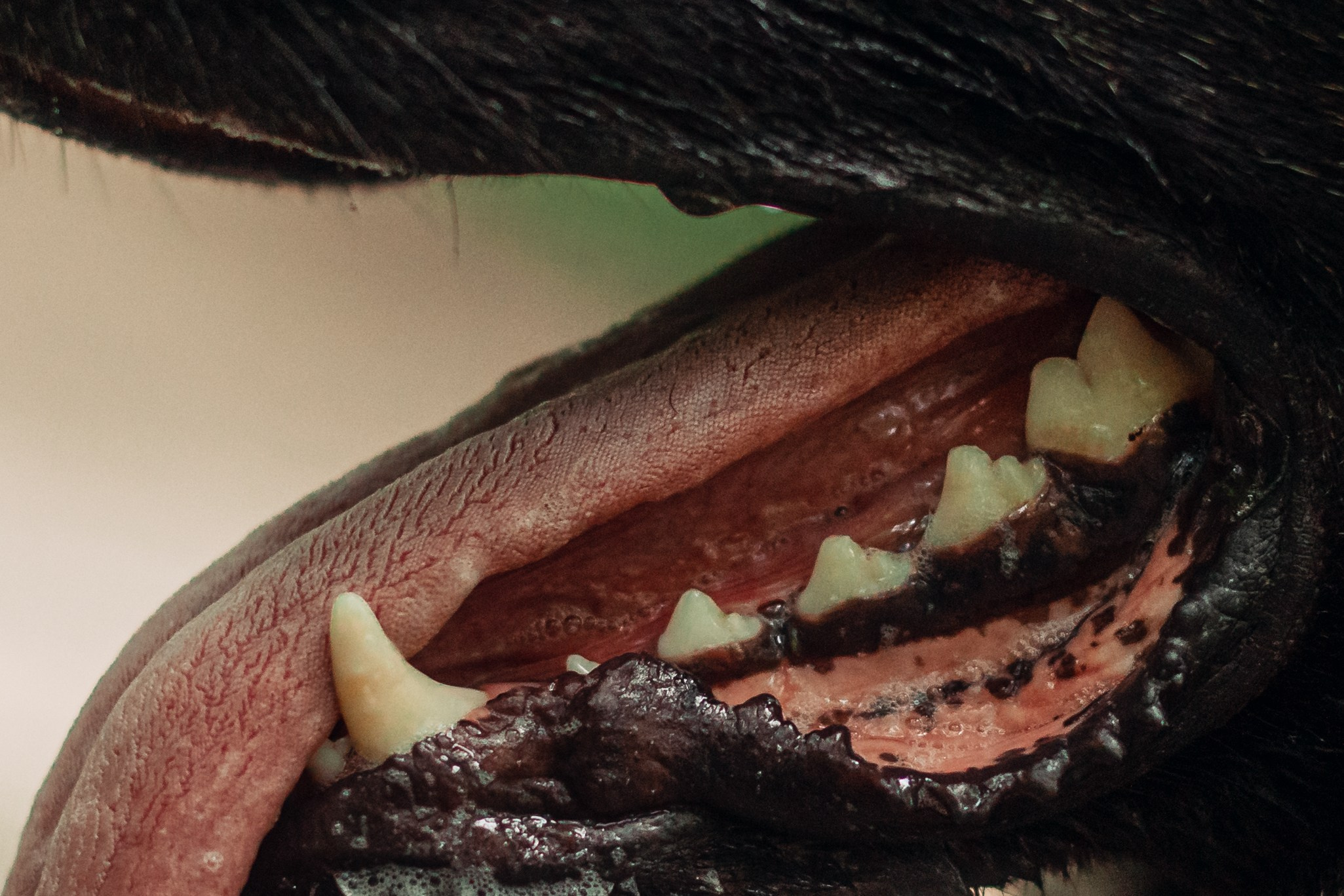 Лесная летняя фотопрогулка. Фотограф-анималист Татьяна Степанова