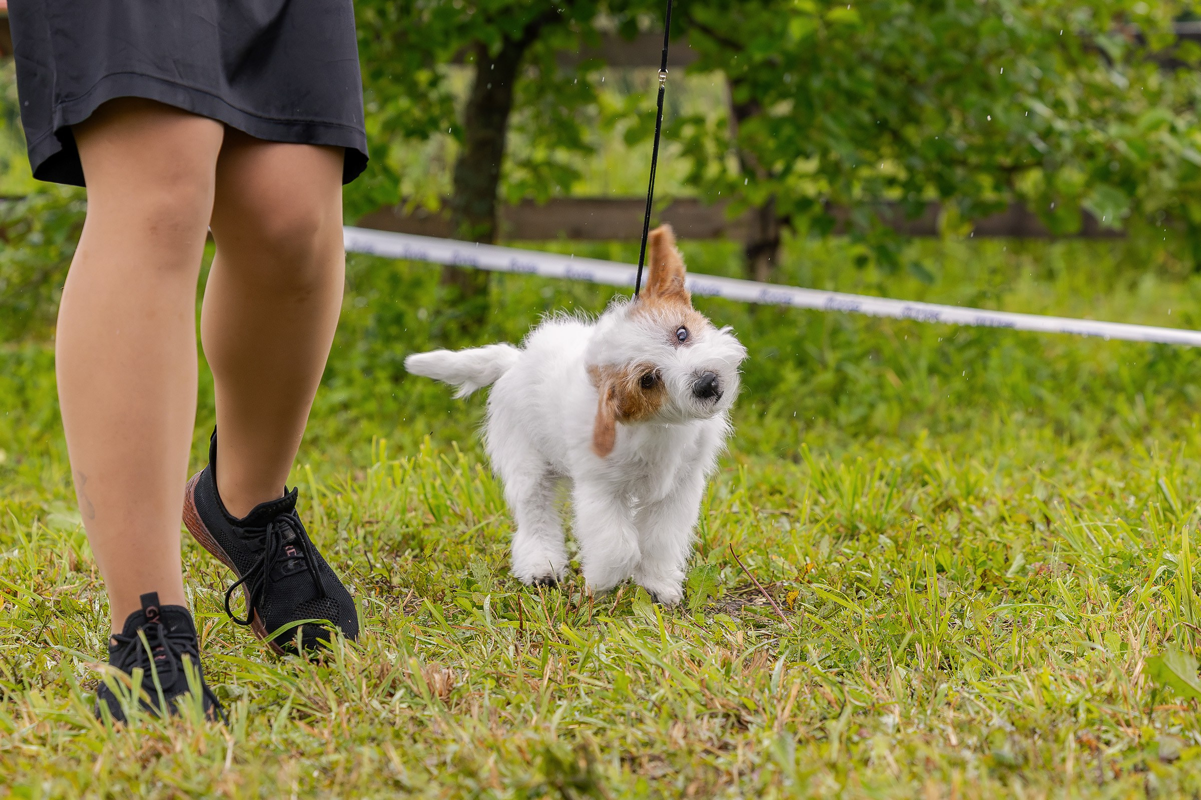 28 июня 2025, Выставка РКФ, г. Кунгур. Htykk_photo