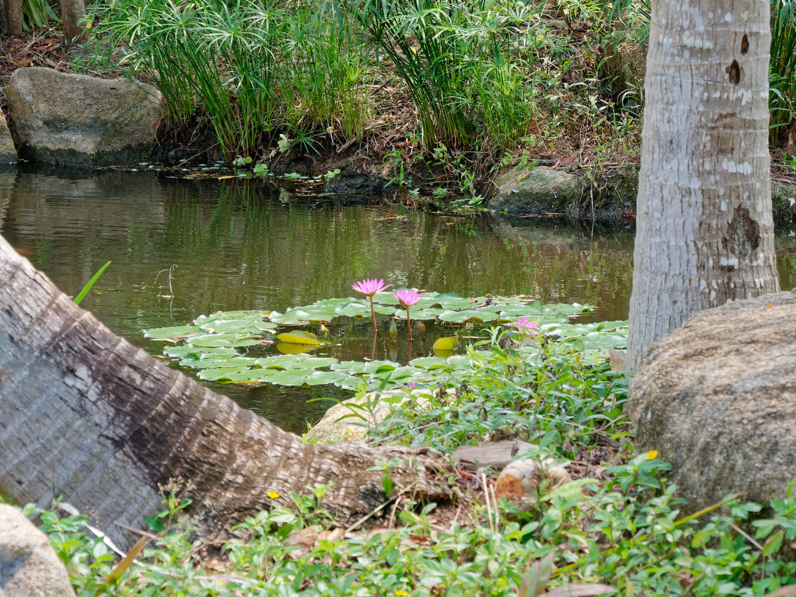 Хайнань 2026, флора, цветы и деревья. Фотопрогулки по Миру