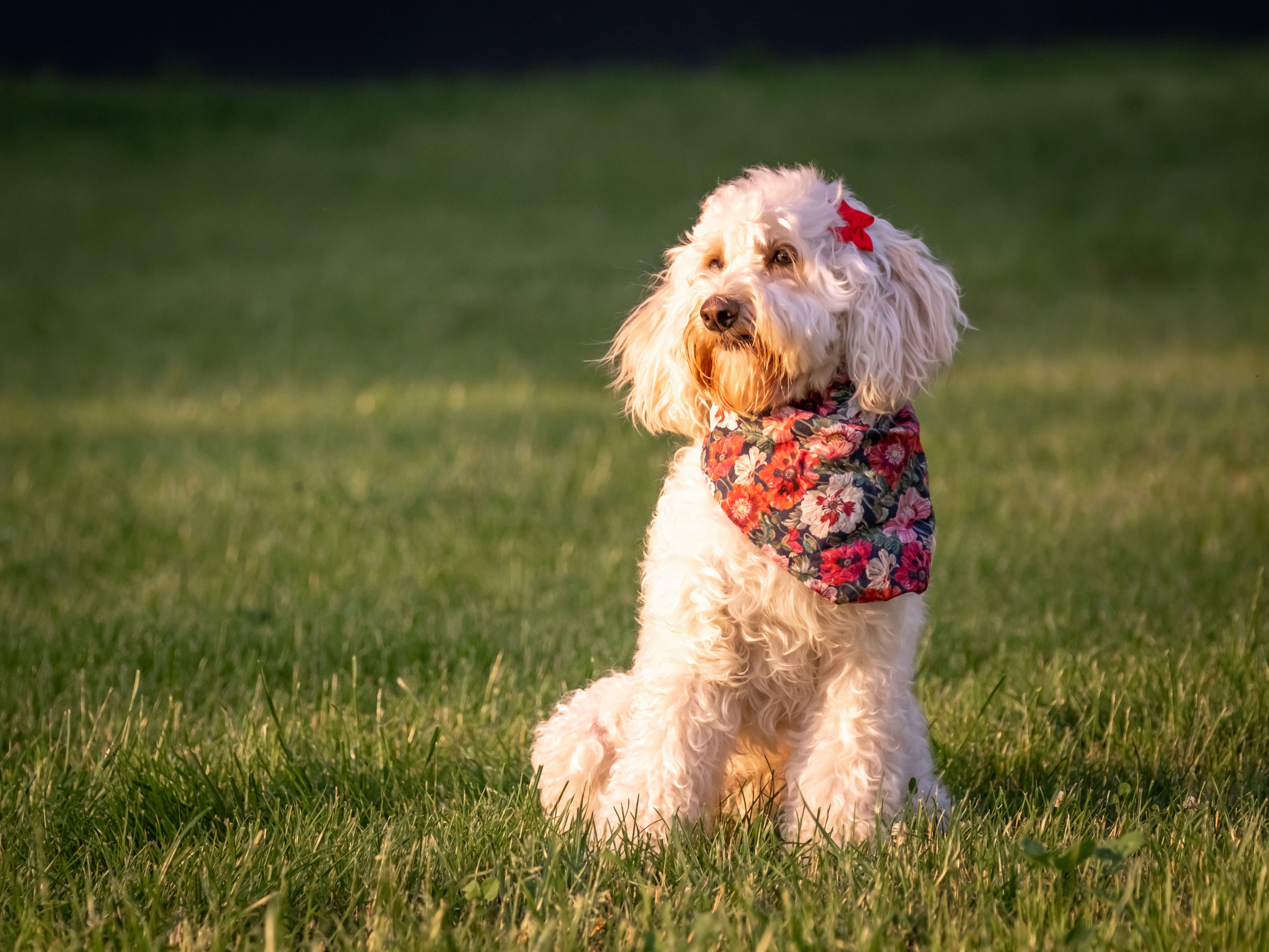 Неповторимые лабрадудли для Елены). Зоофотограф, фотограф животных в Москве и области Дина Дамоцева