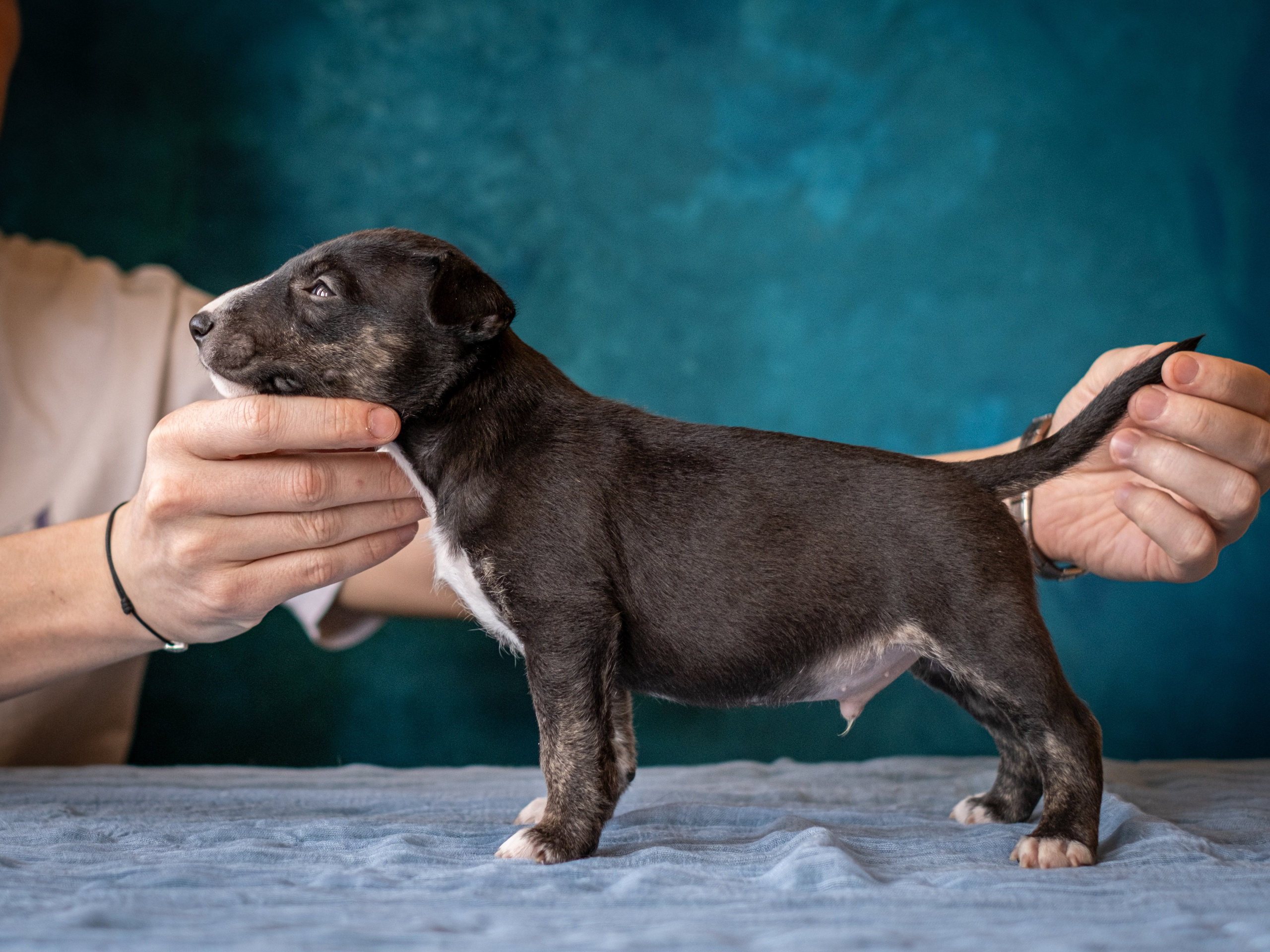 Сладкие булочки (МБТ — миниатюрный бультерьер) для Ильи). Зоофотограф, фотограф животных в Москве и области Дина Дамоцева