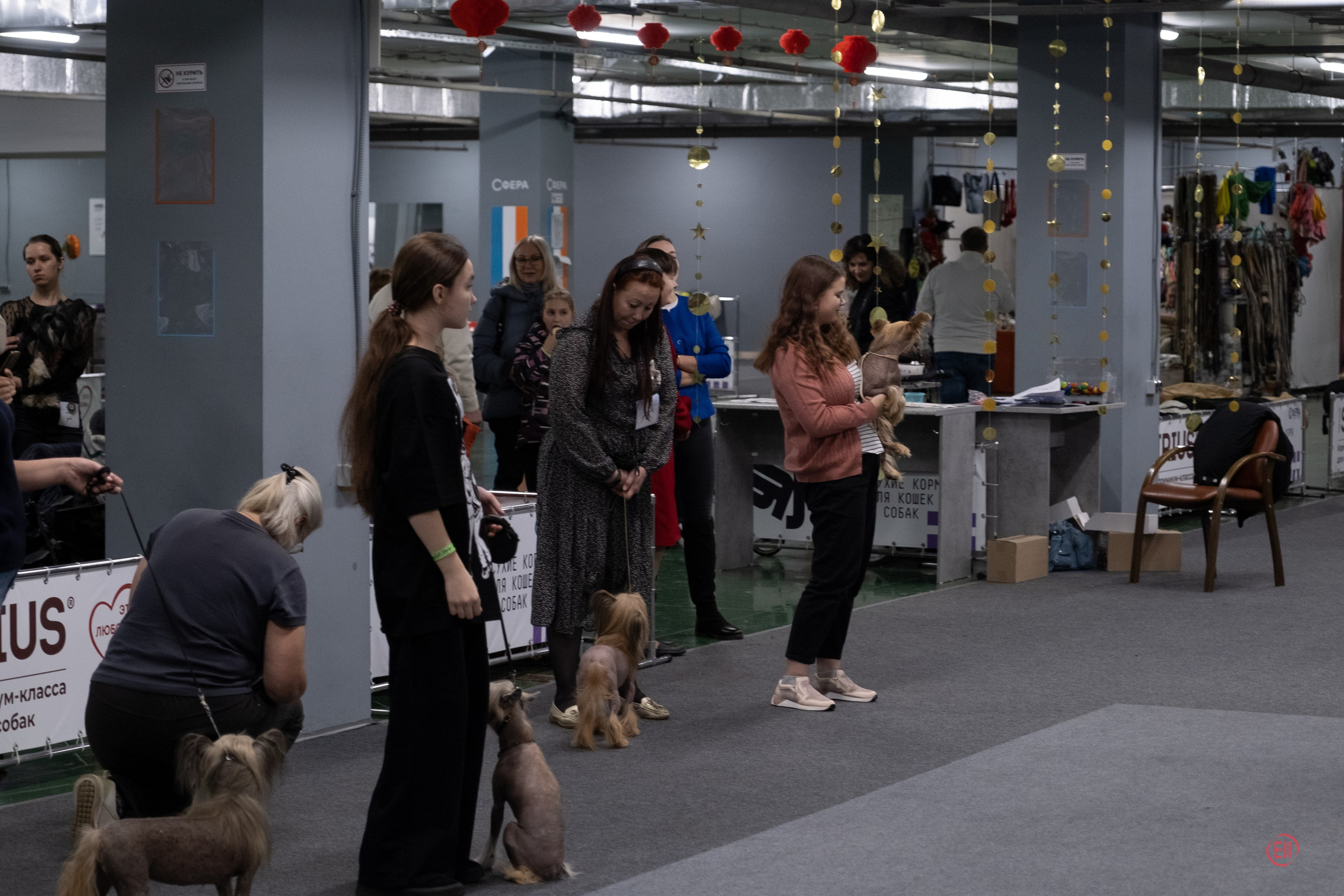 Праздник породы «Яркий мир китайских хохлатых собак». Питомник китайских хохлатых собак Poale Ell: купить щенка