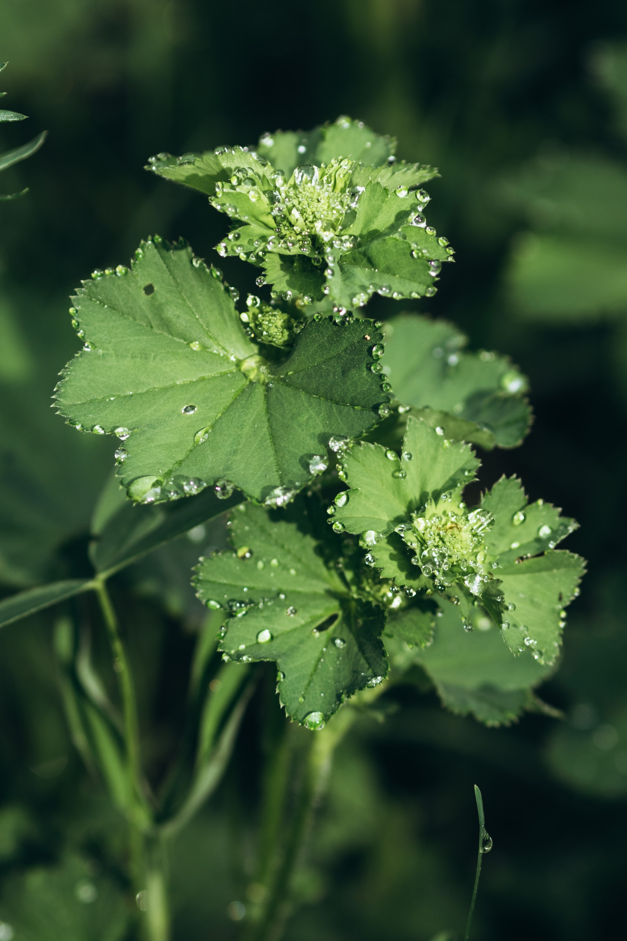 Природные пейзажи. Наталия Клевинскас портретный фотограф в Костроме