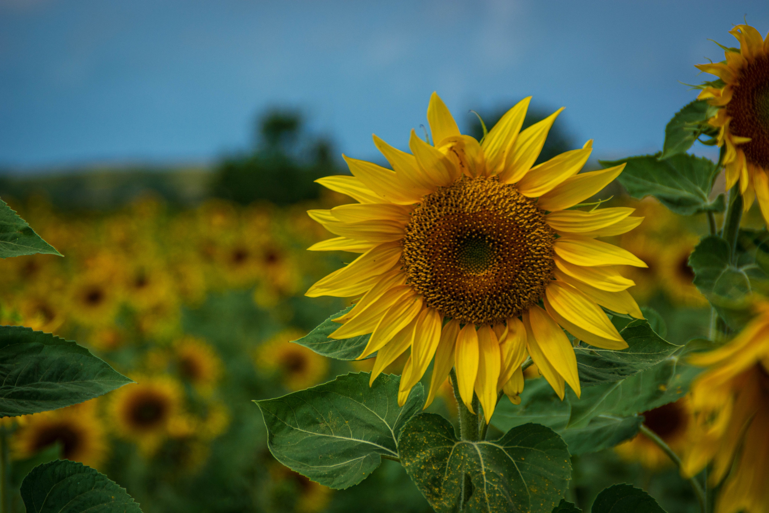 Подсолнухи. Елена Волкова семейный фотограф в станице Гостагаевской города-курорта Анапа