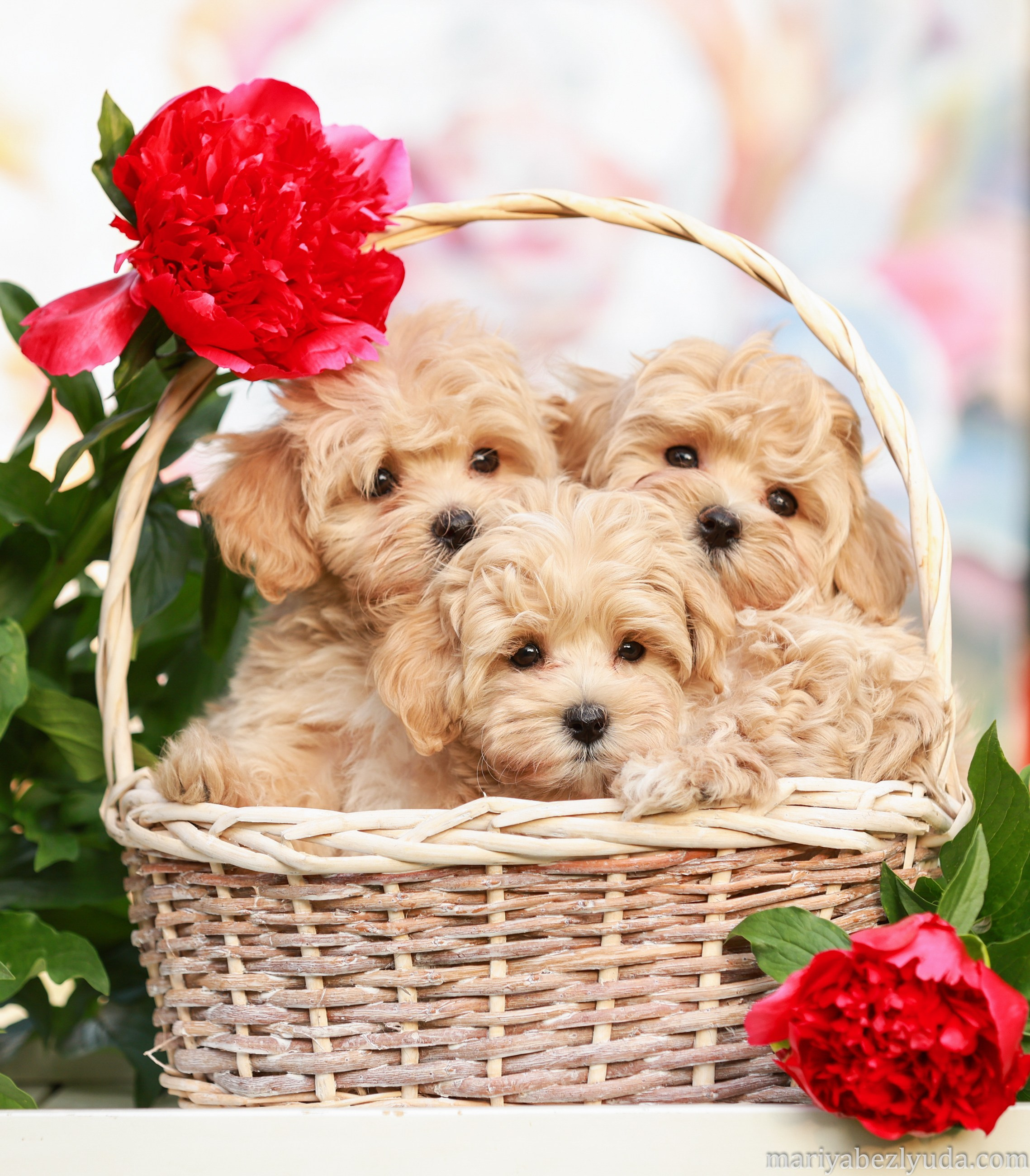 Щенки. Семейный и детский фотограф в Москве Мария Быкова